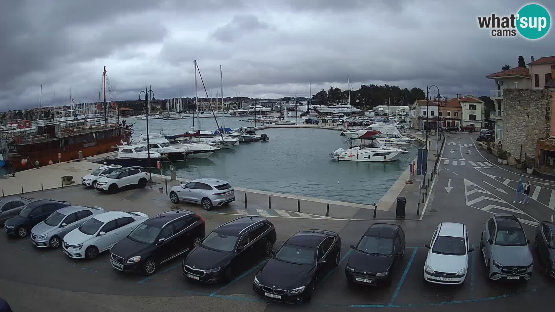 Novigrad | Porporela marina