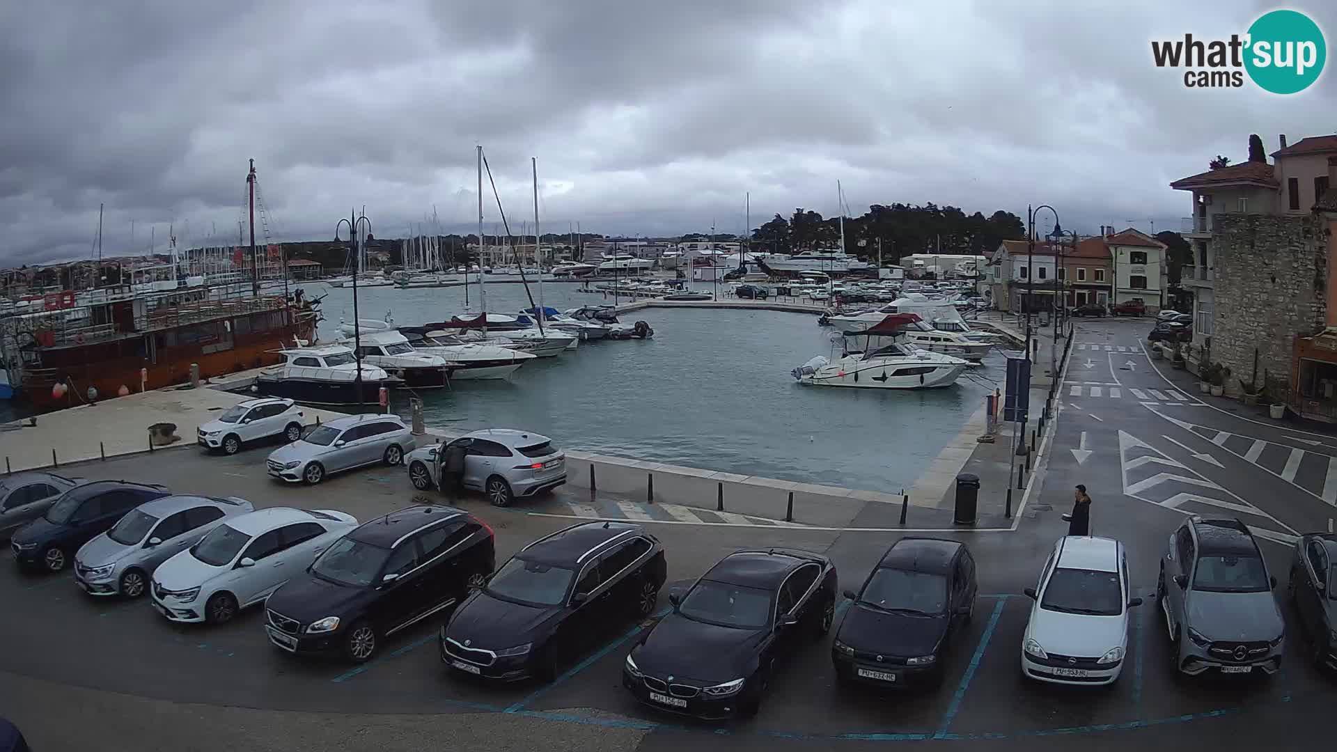 Novigrad | Porporela marina