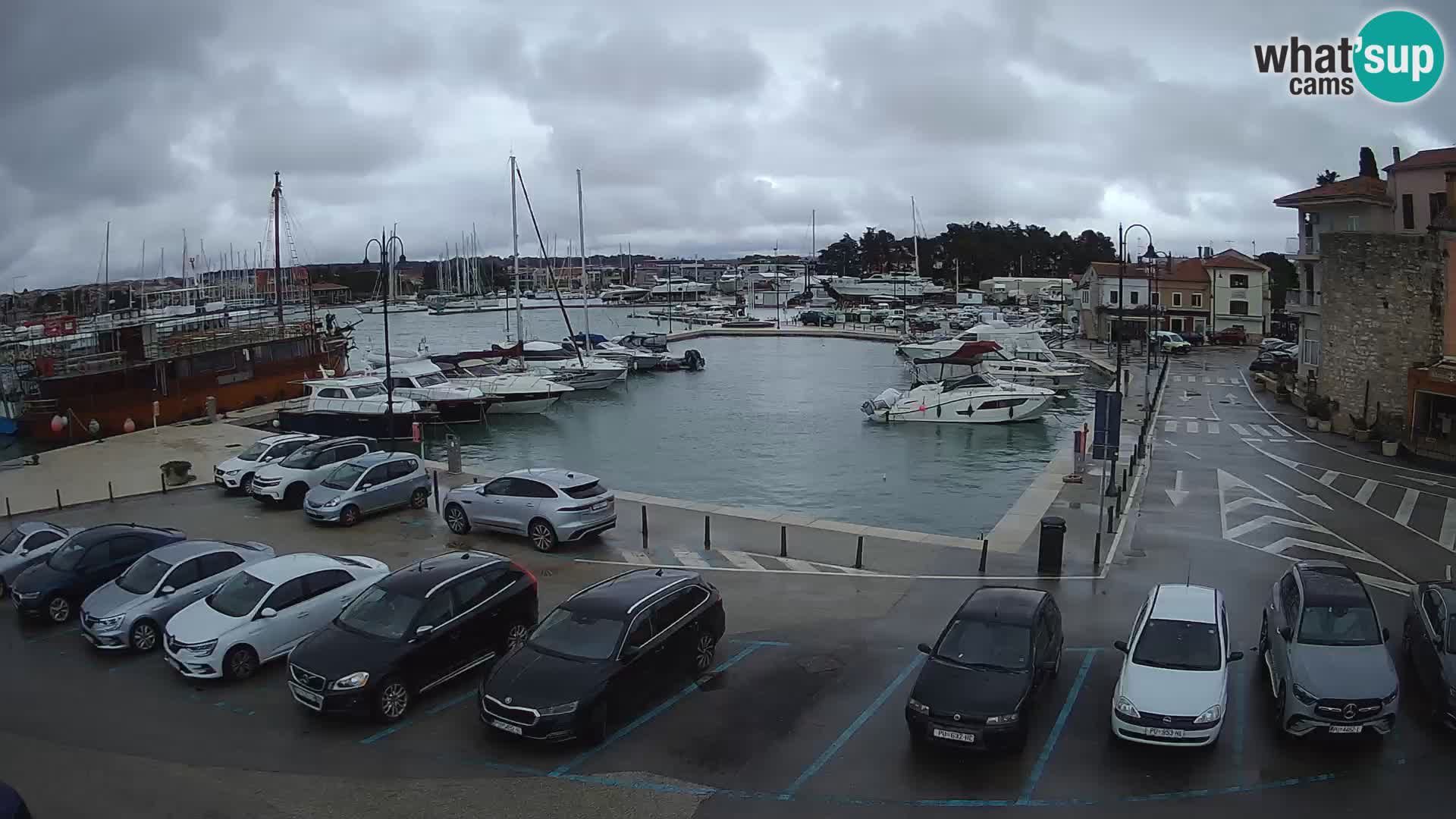 Novigrad | Porporela marina