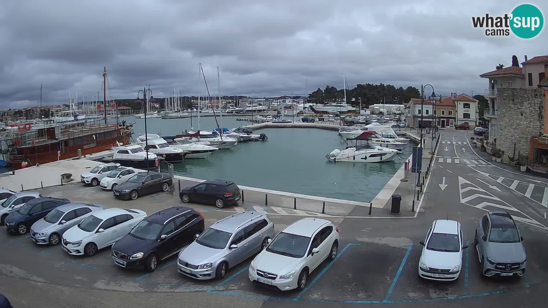 Novigrad | Porporela marina