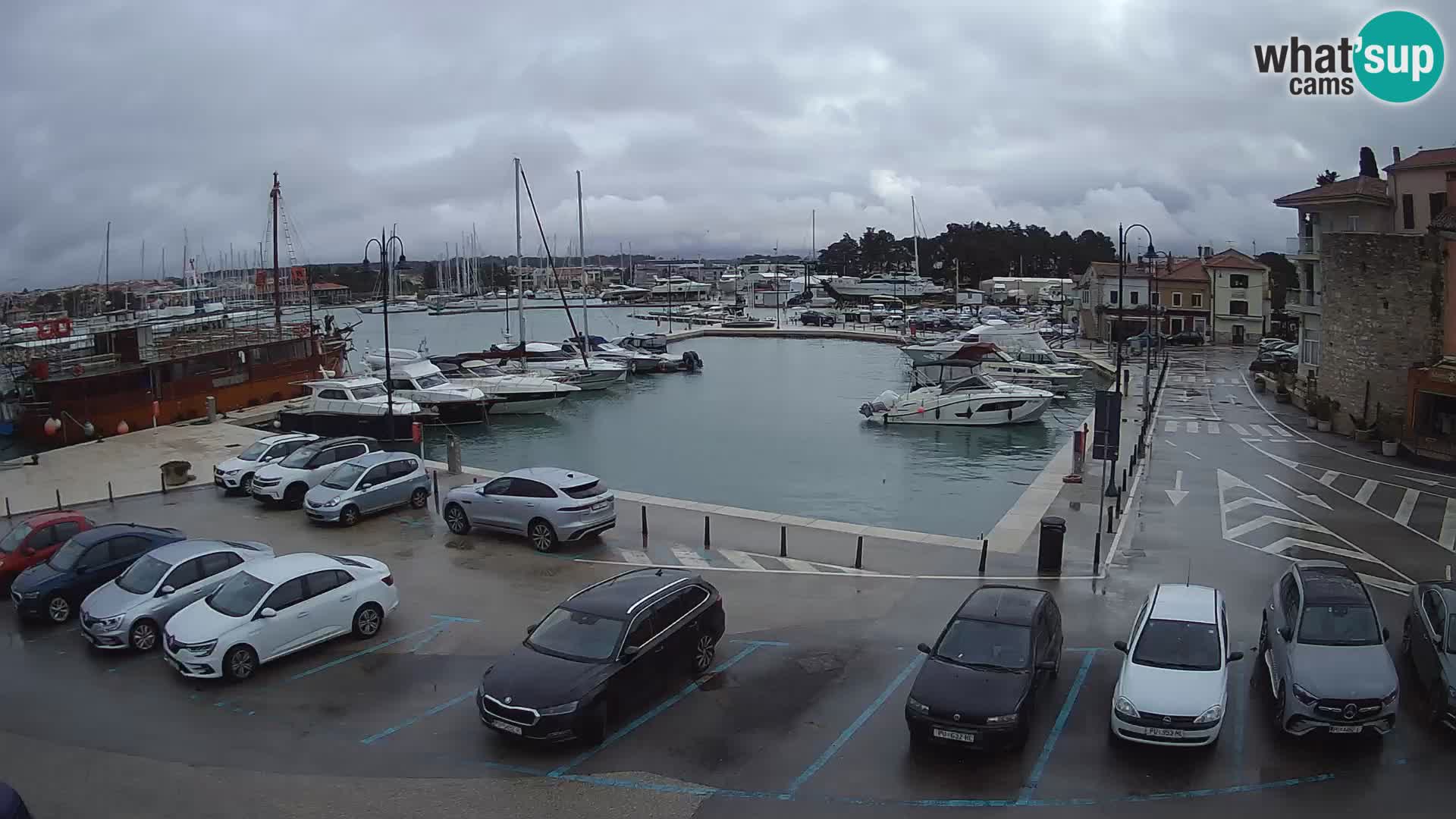 Novigrad | Porporela marina