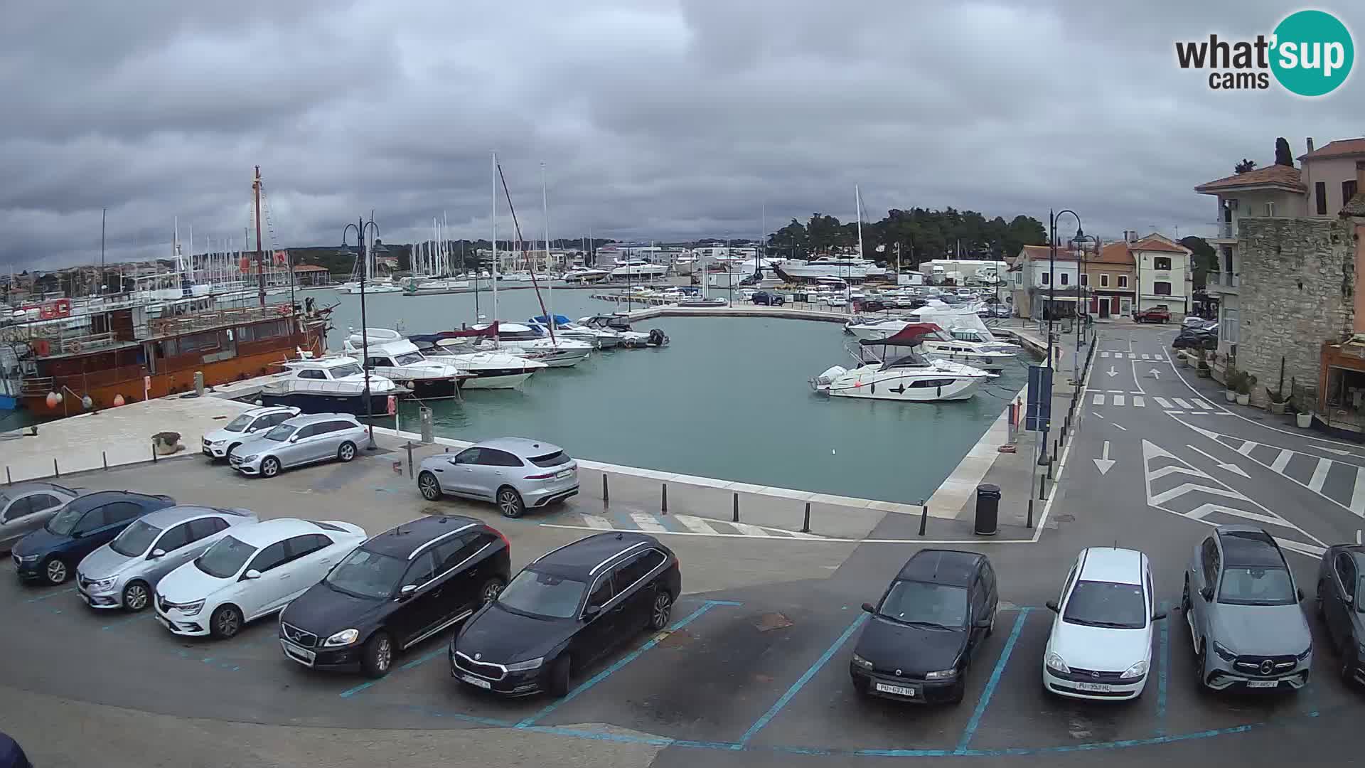 Novigrad | Porporela marina