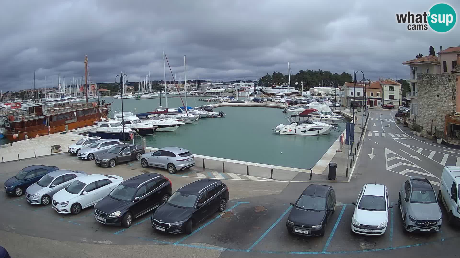 Novigrad | Porporela marina