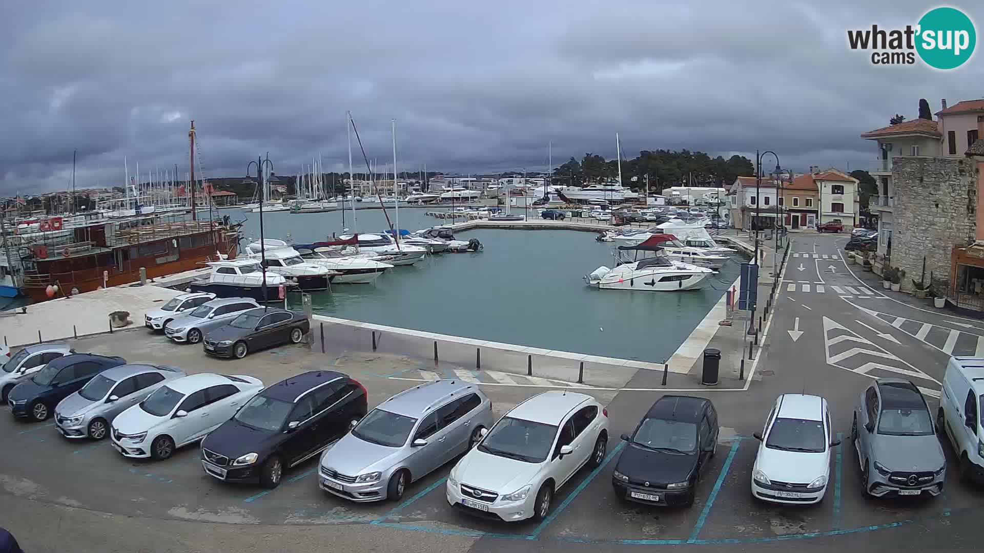 Novigrad | Porporela marina