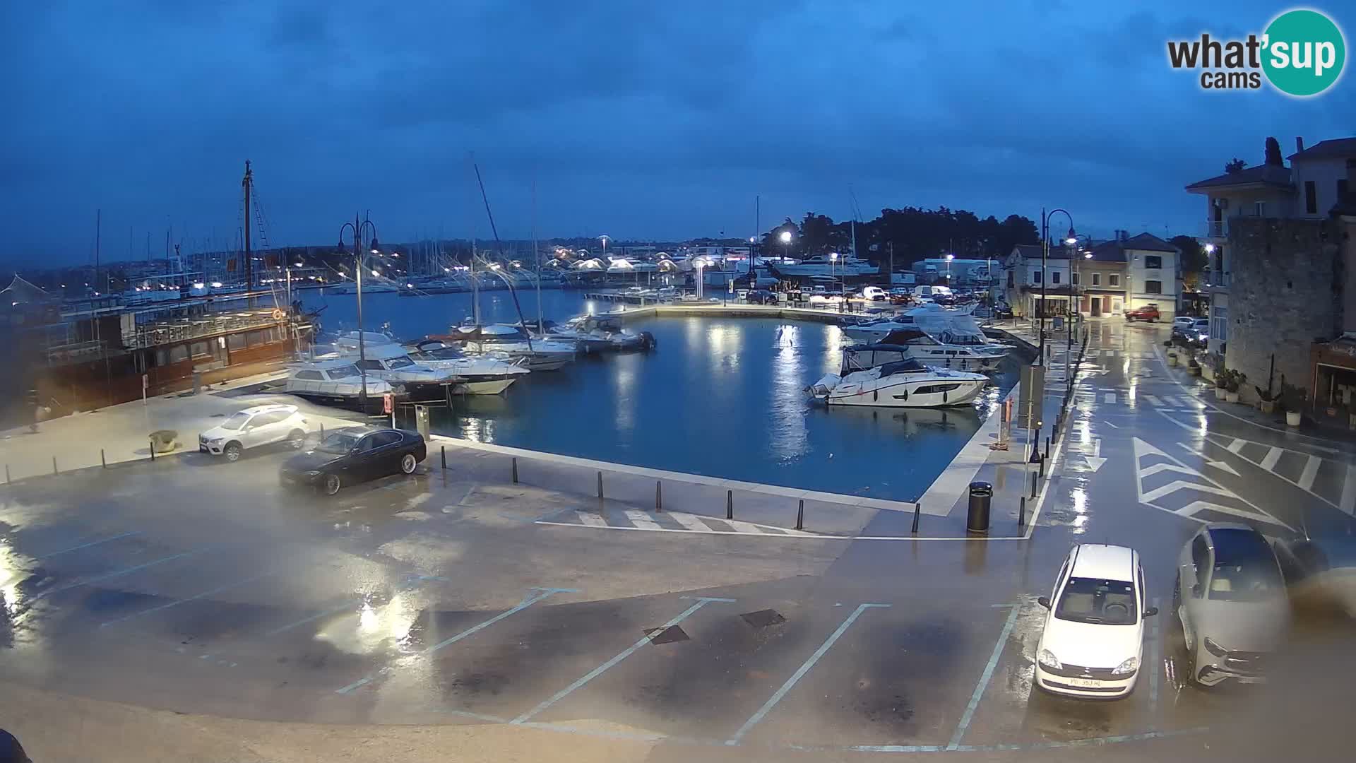 Novigrad | Porporela marina