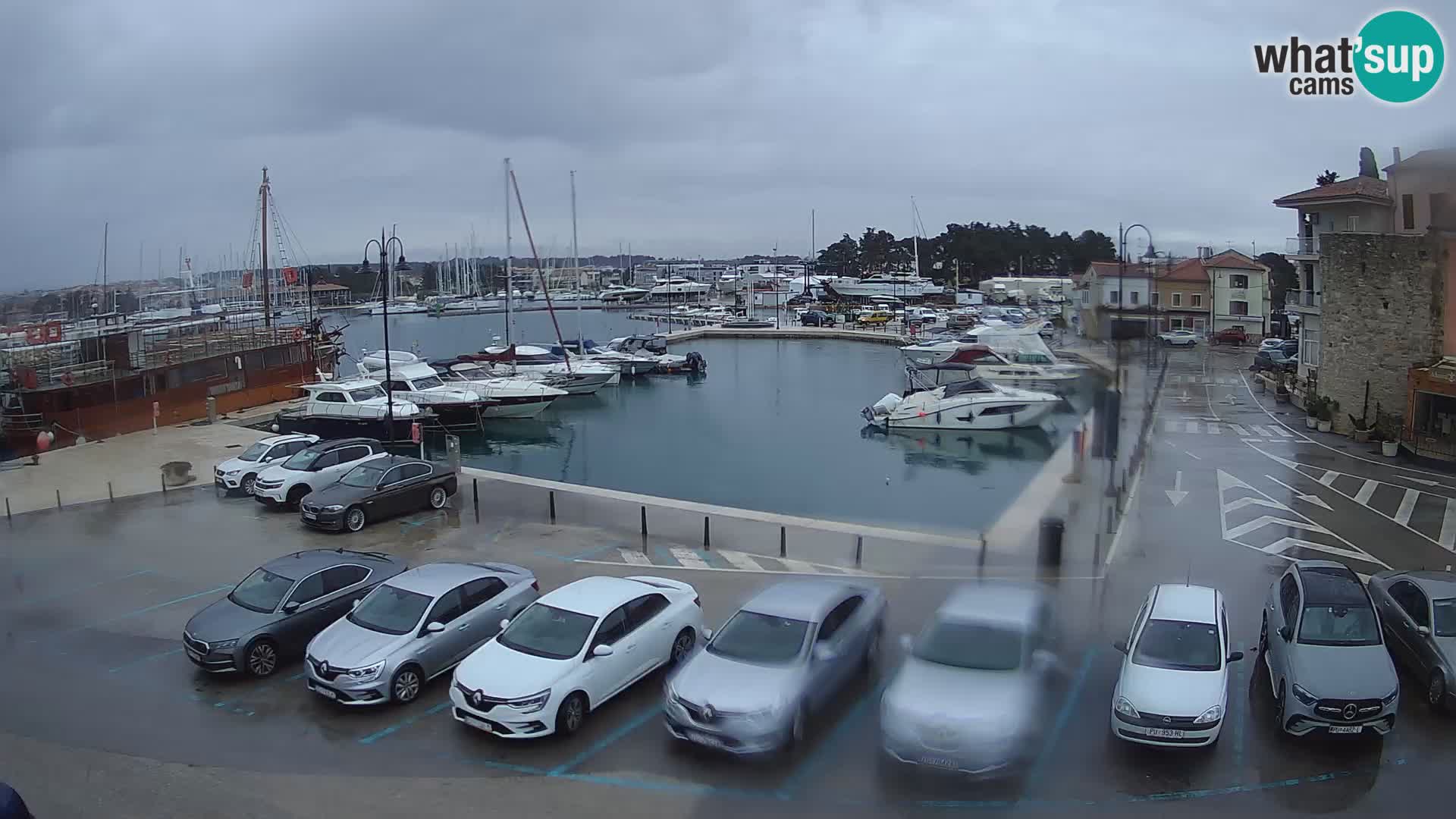 Novigrad | Porporela marina