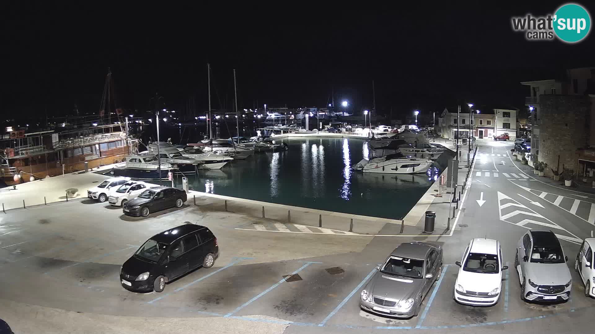 Novigrad | Porporela marina