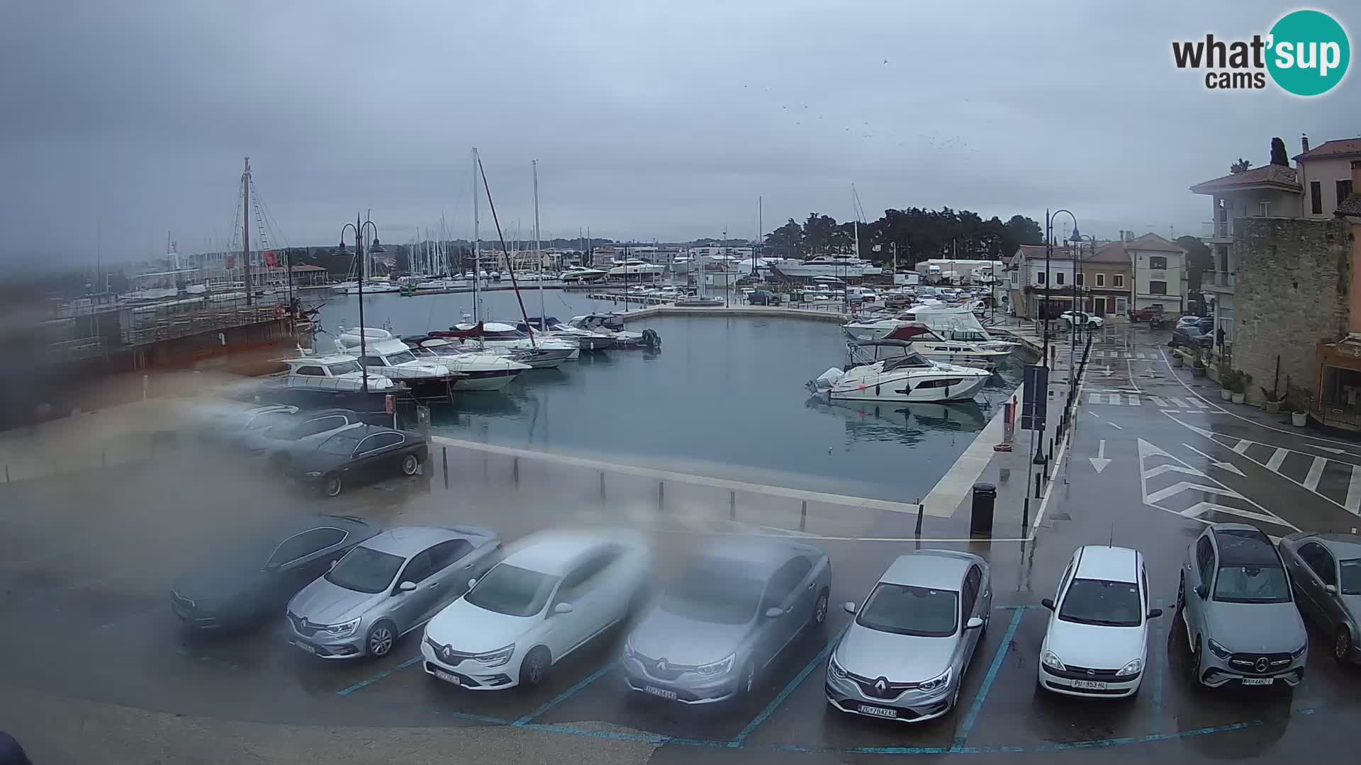 Novigrad | Porporela marina