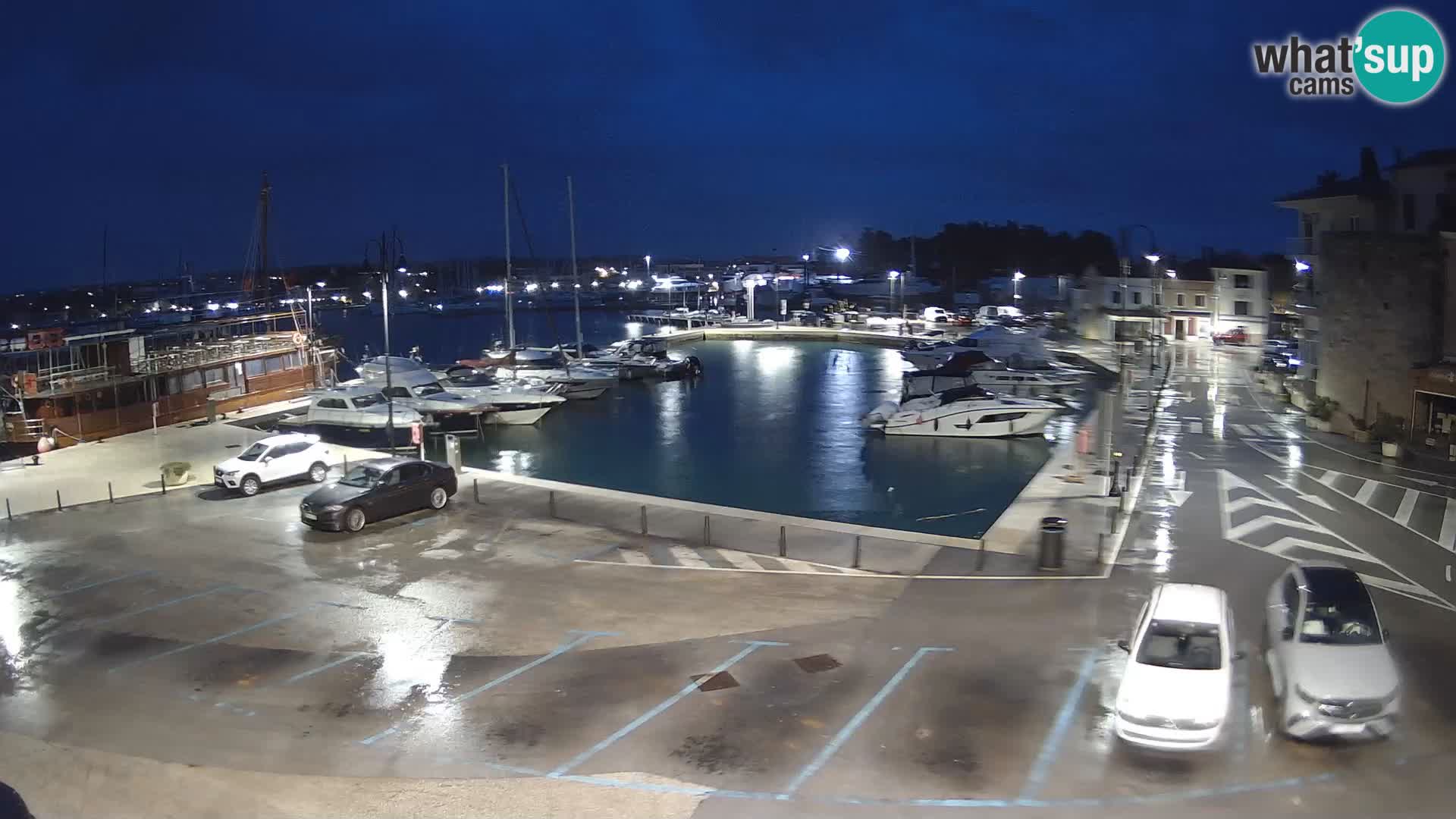 Novigrad | Porporela marina
