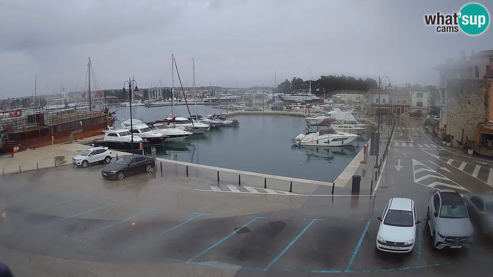 Novigrad | Porporela marina