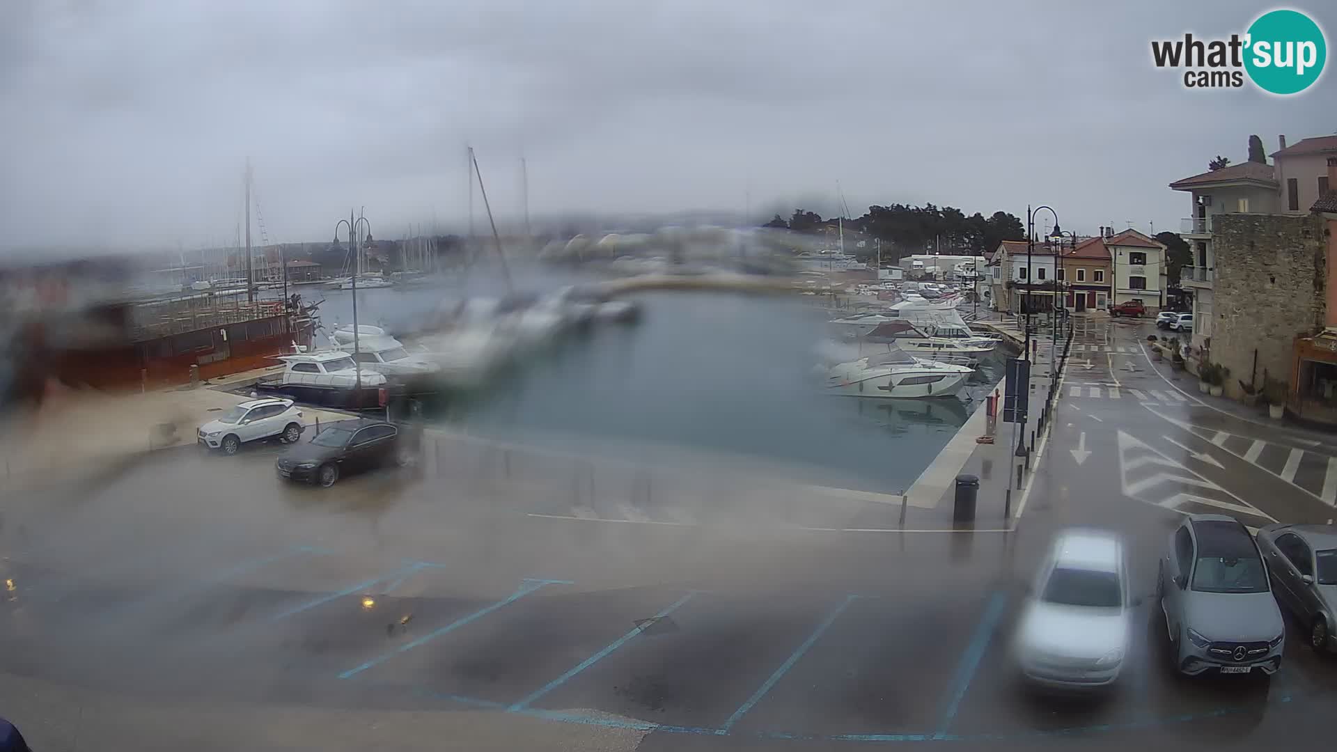 Novigrad | Porporela marina