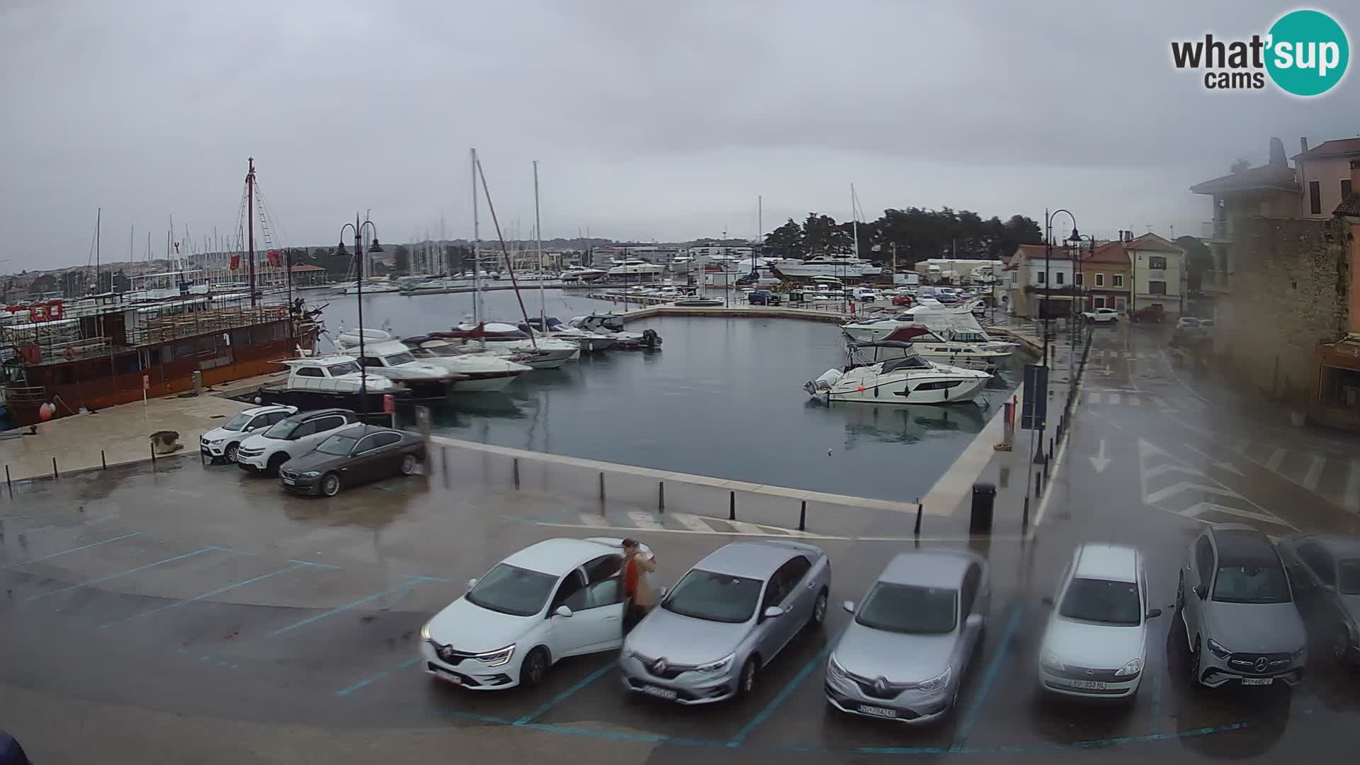 Novigrad | Porporela marina