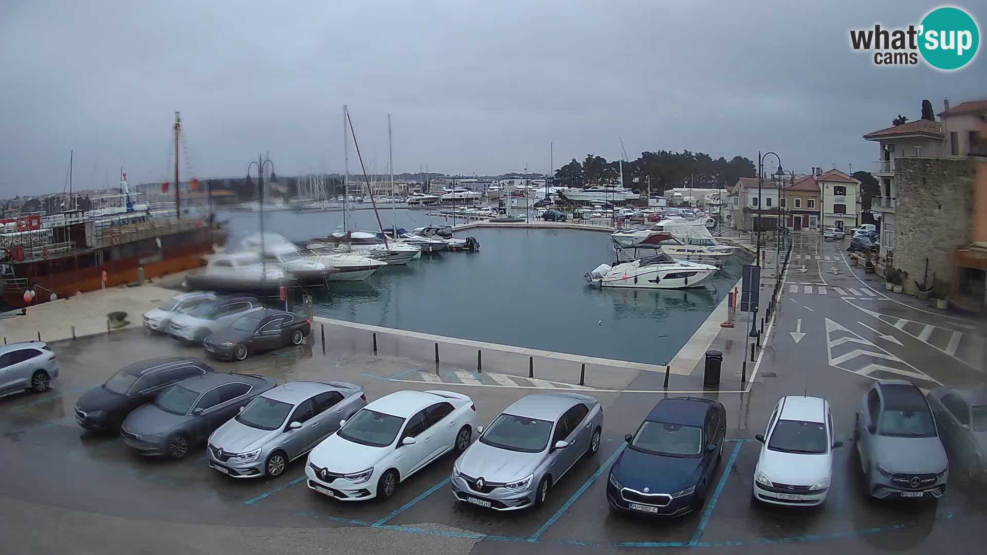 Novigrad | Porporela marina