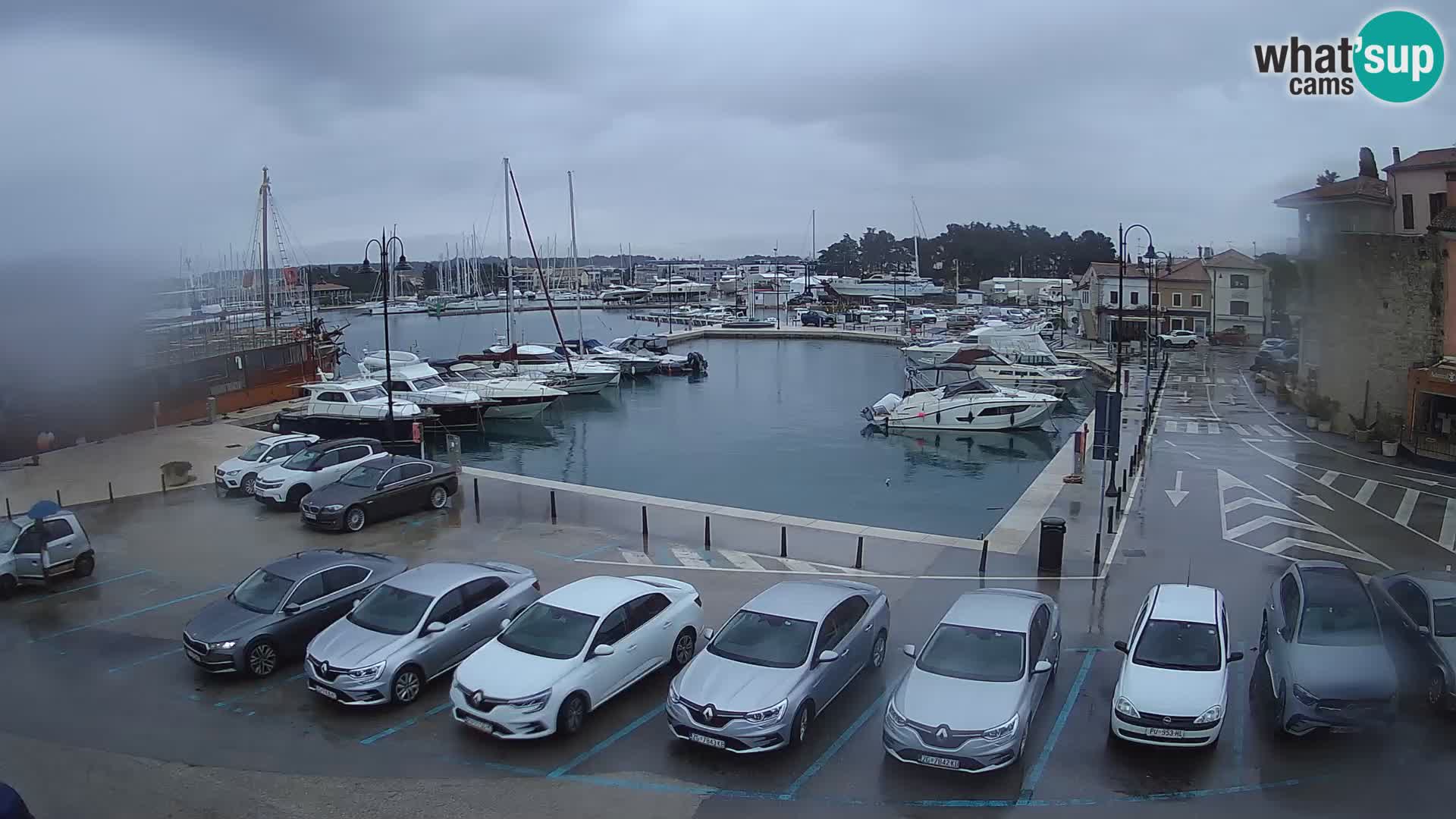 Novigrad | Porporela marina