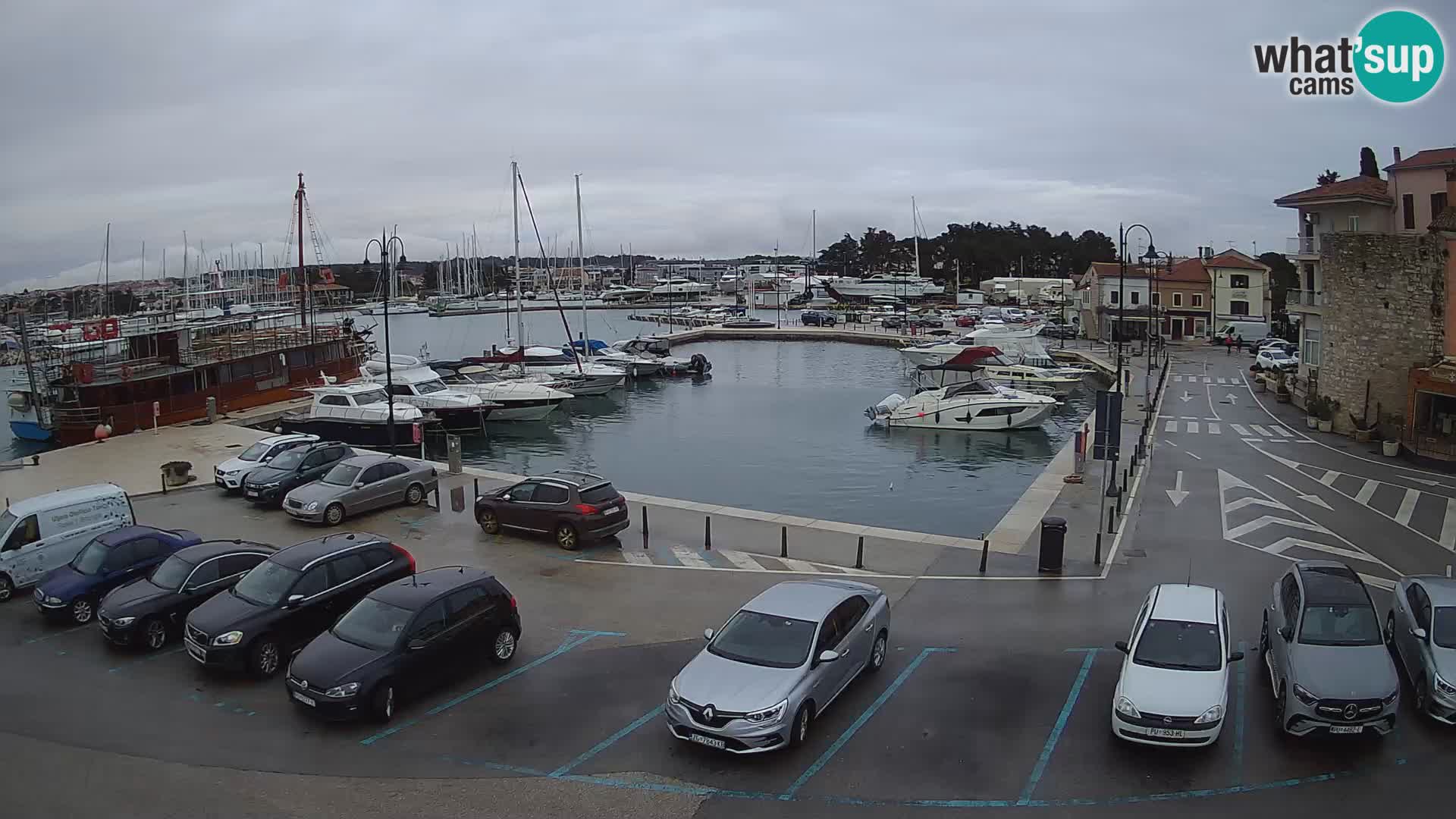 Novigrad | Porporela marina