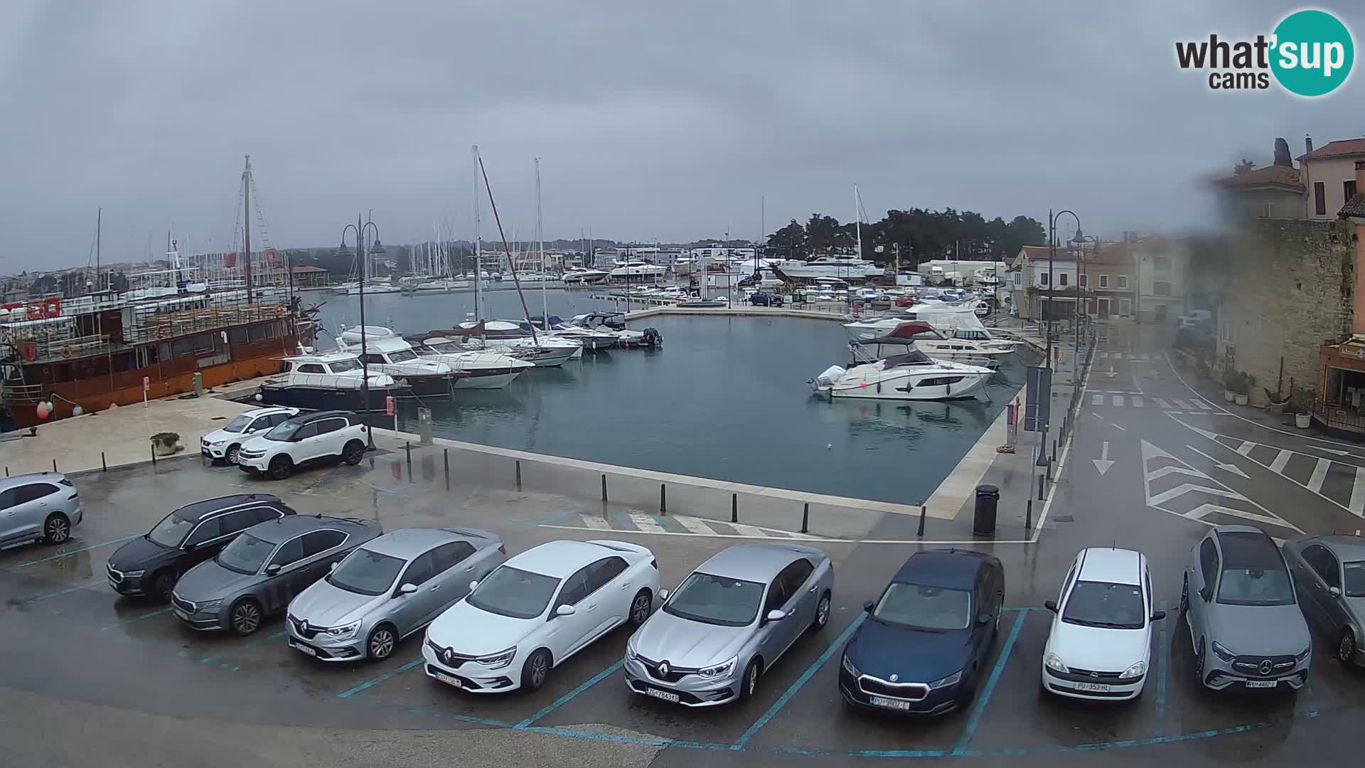 Novigrad | Porporela marina