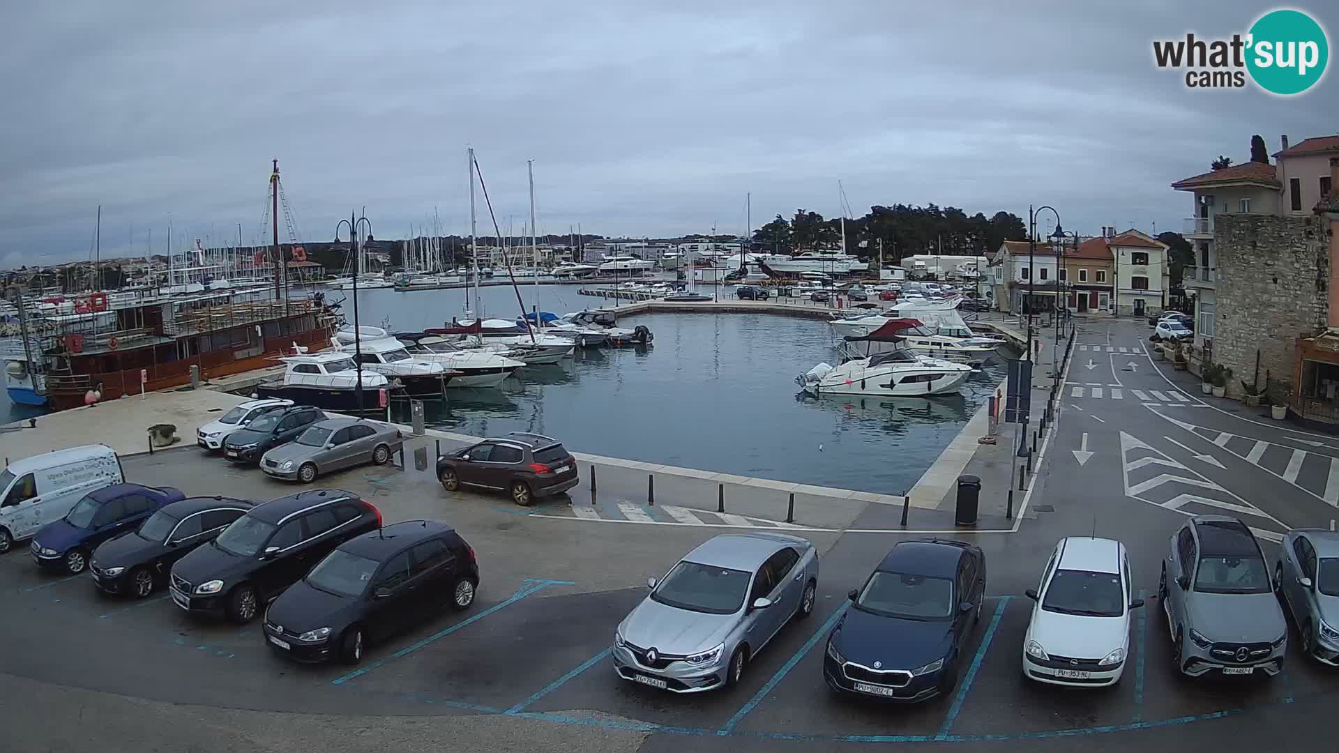 Novigrad | Porporela marina