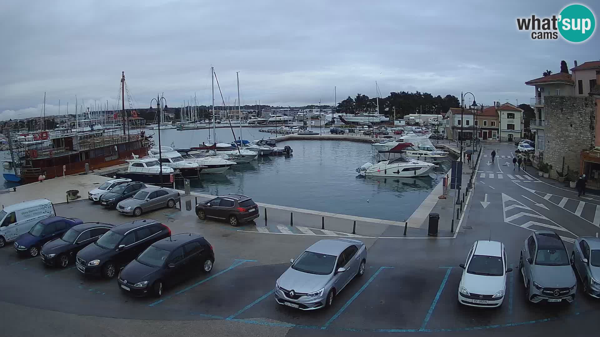 Novigrad | Porporela marina