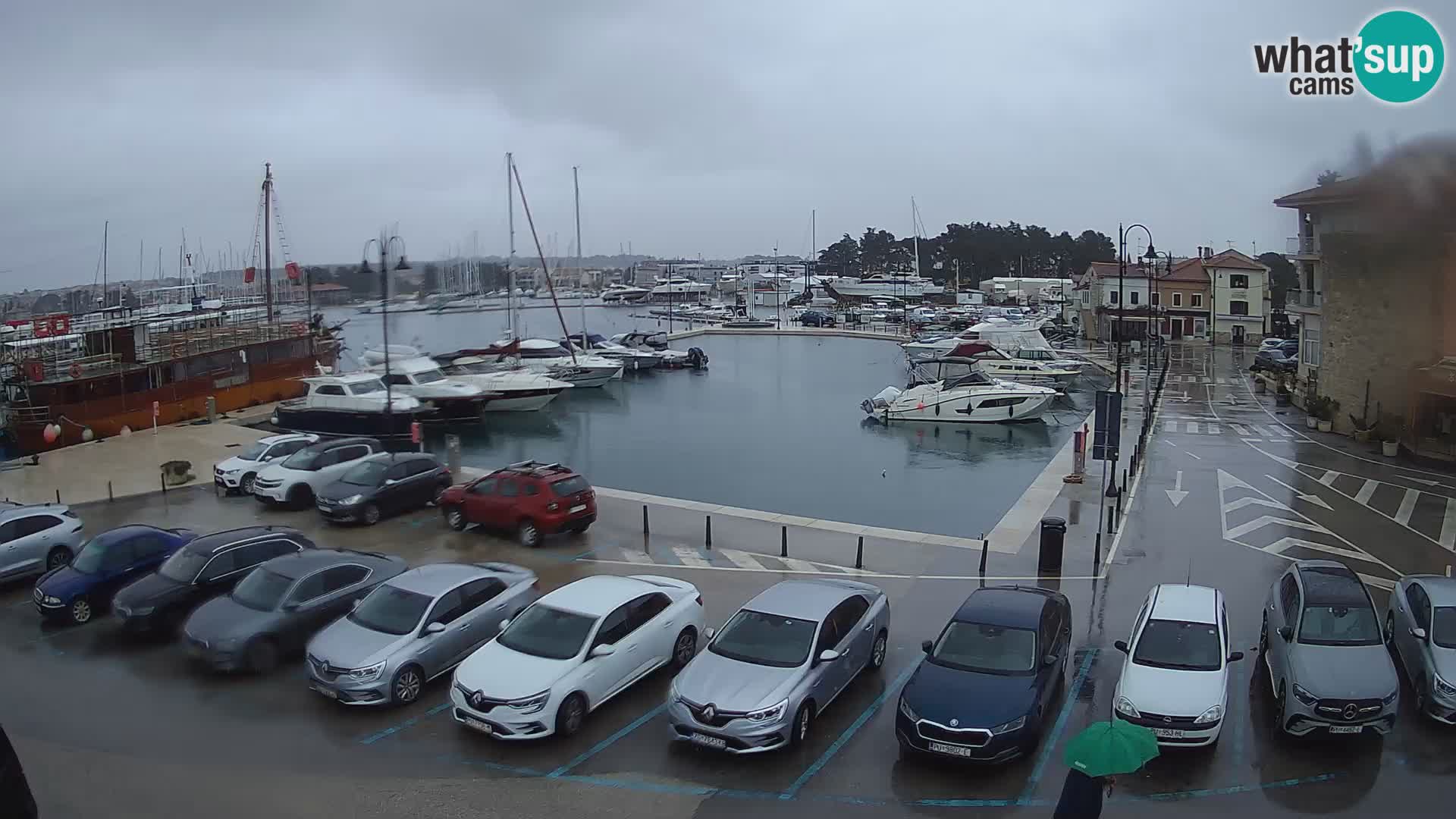 Novigrad | Porporela marina