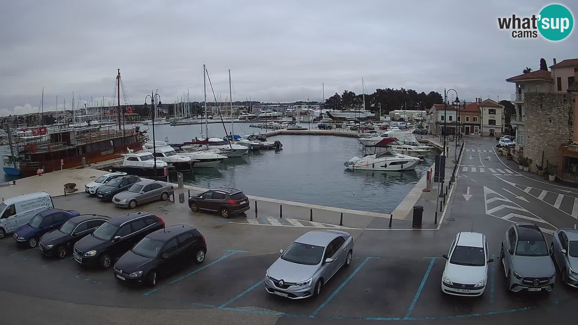 Novigrad | Porporela marina