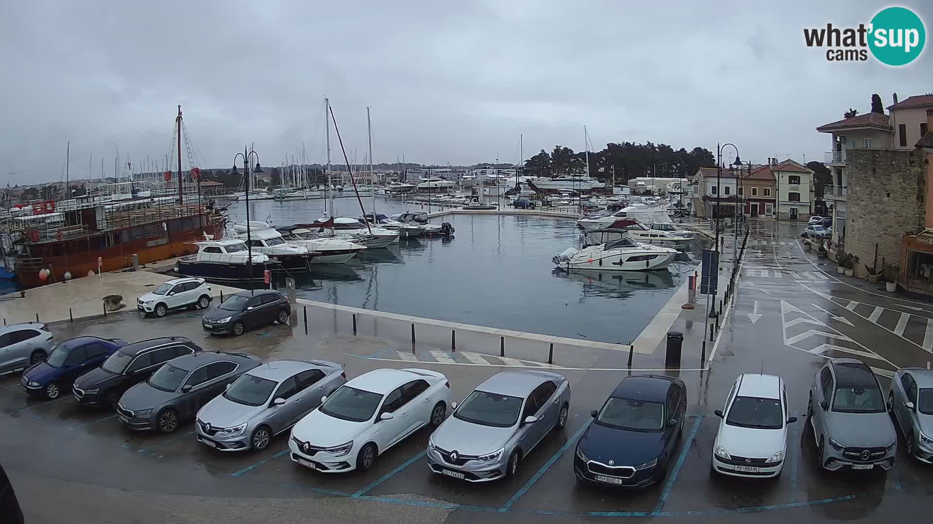 Novigrad | Porporela marina