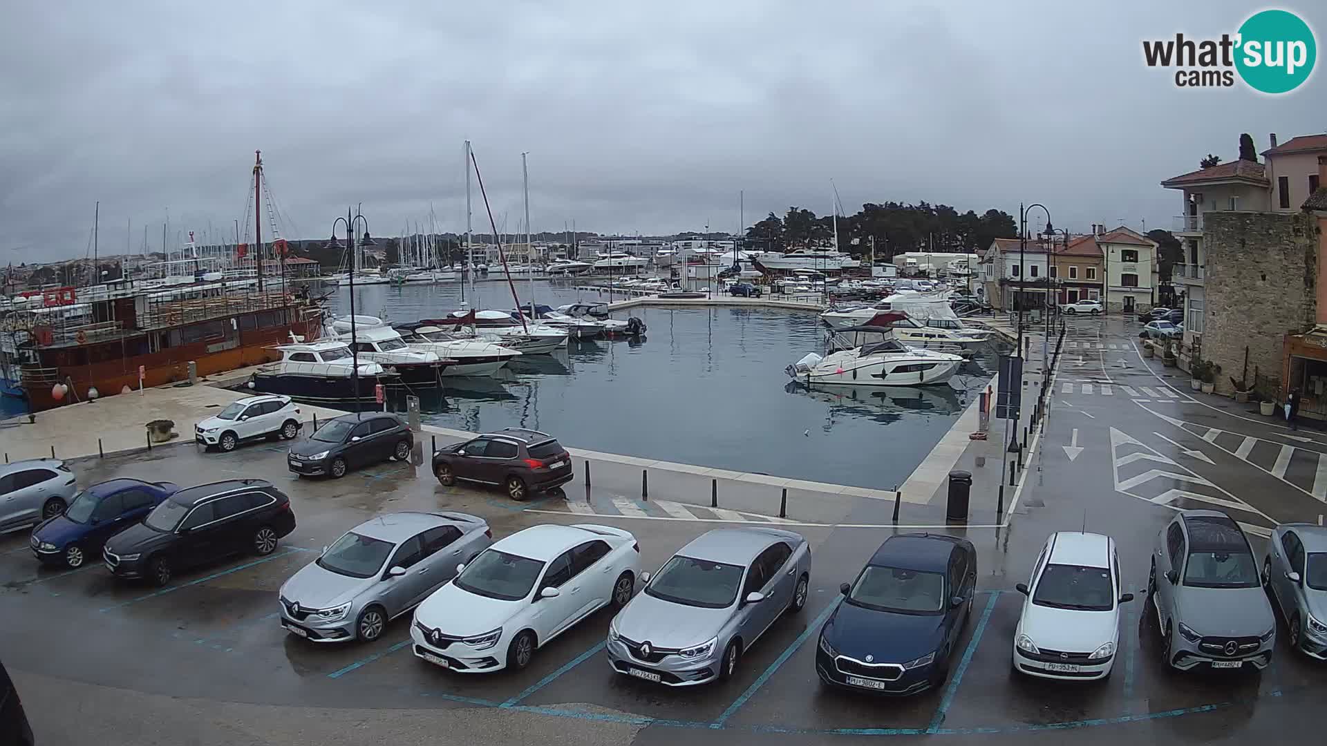 Novigrad | Porporela marina