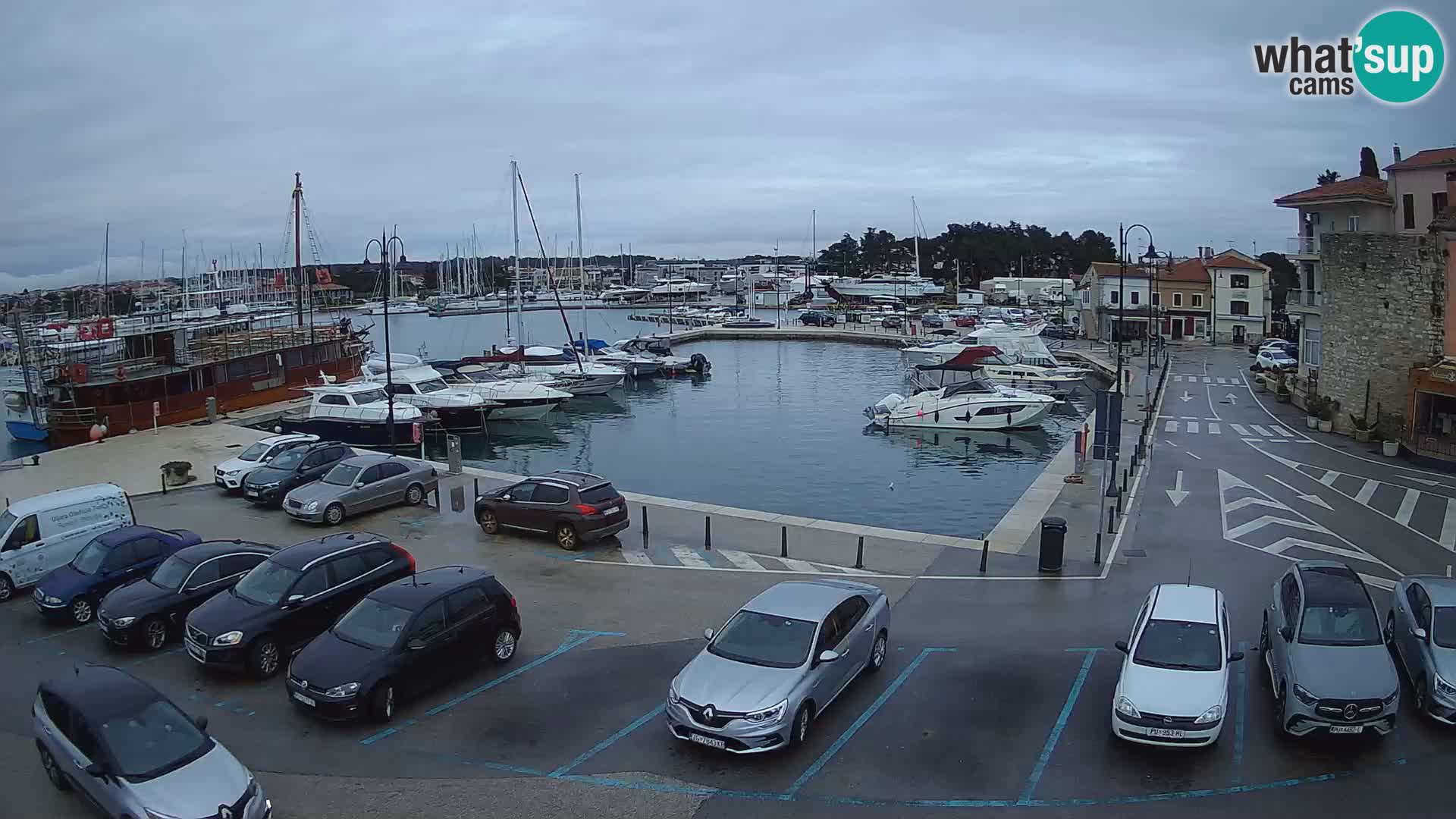 Novigrad | Porporela marina