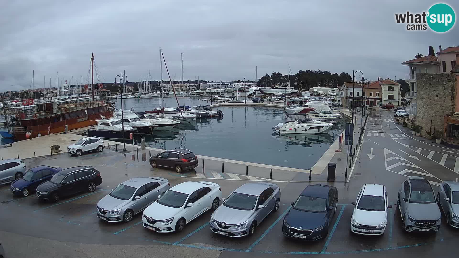 Novigrad | Porporela marina