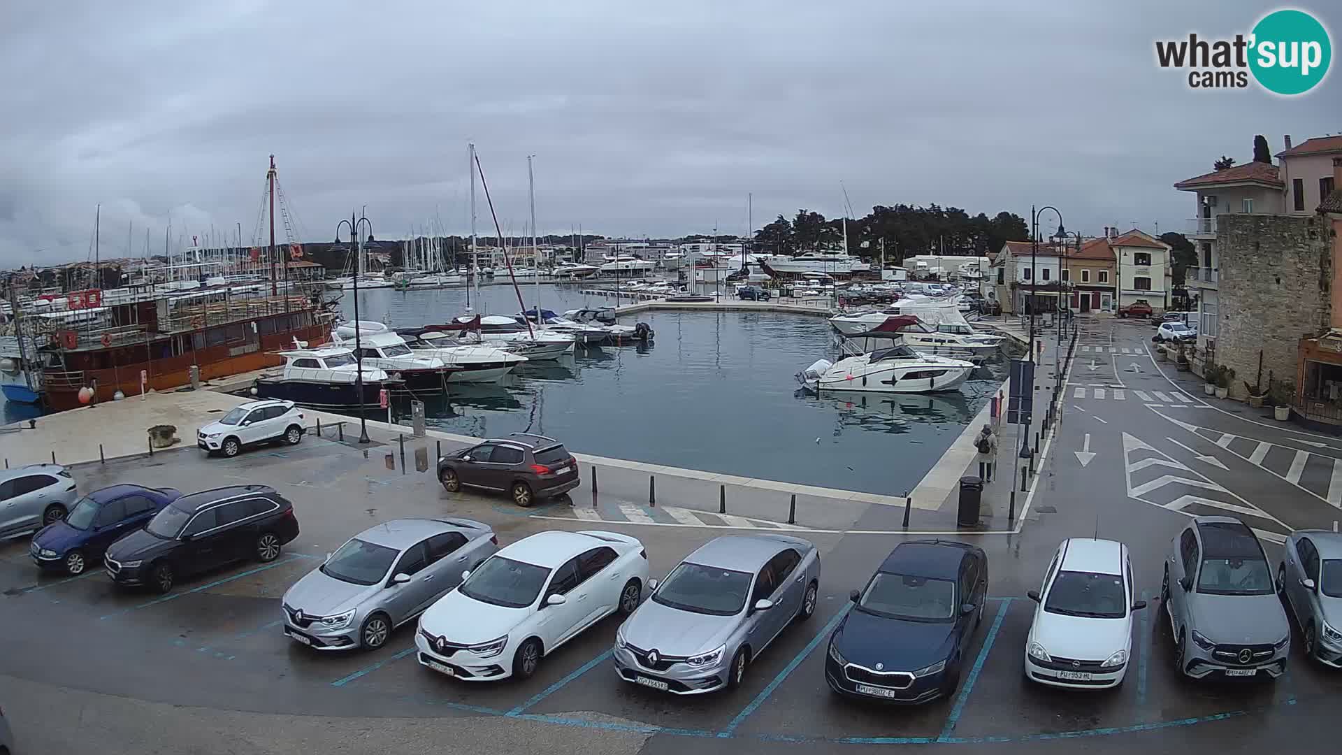 Novigrad | Porporela marina