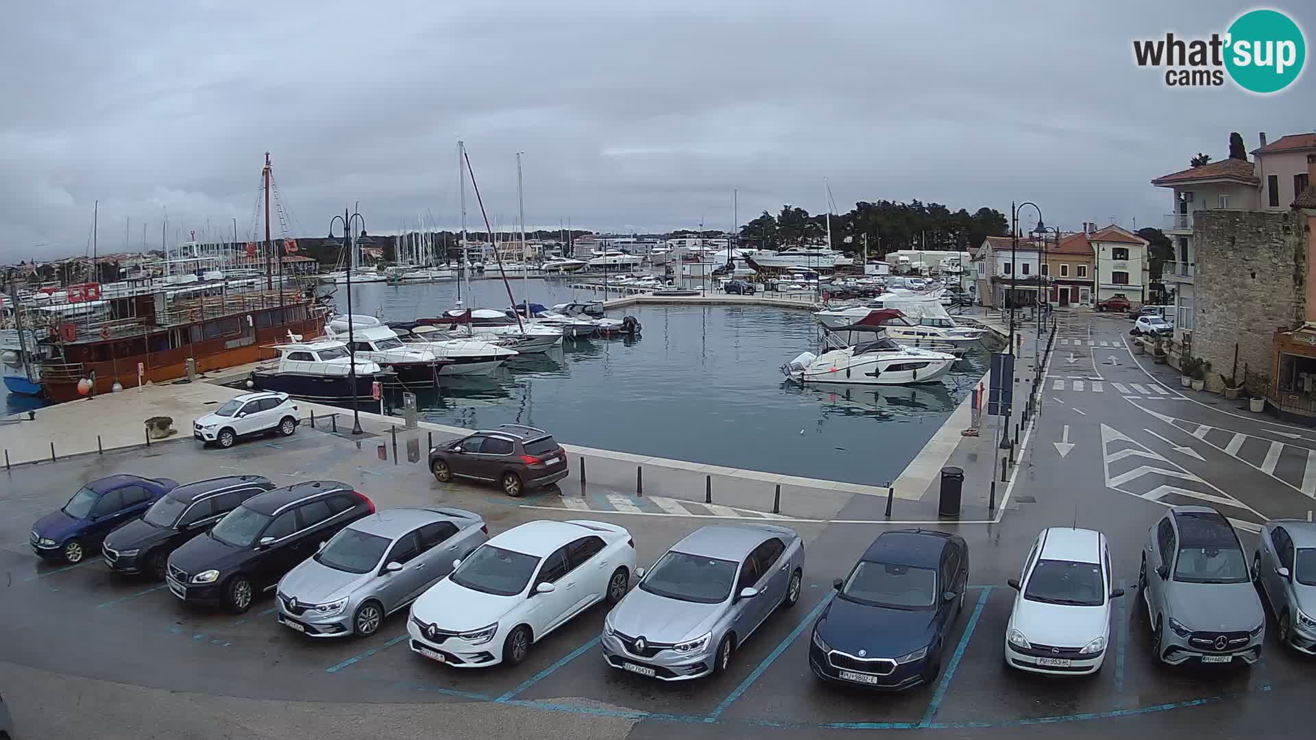 Novigrad | Porporela marina