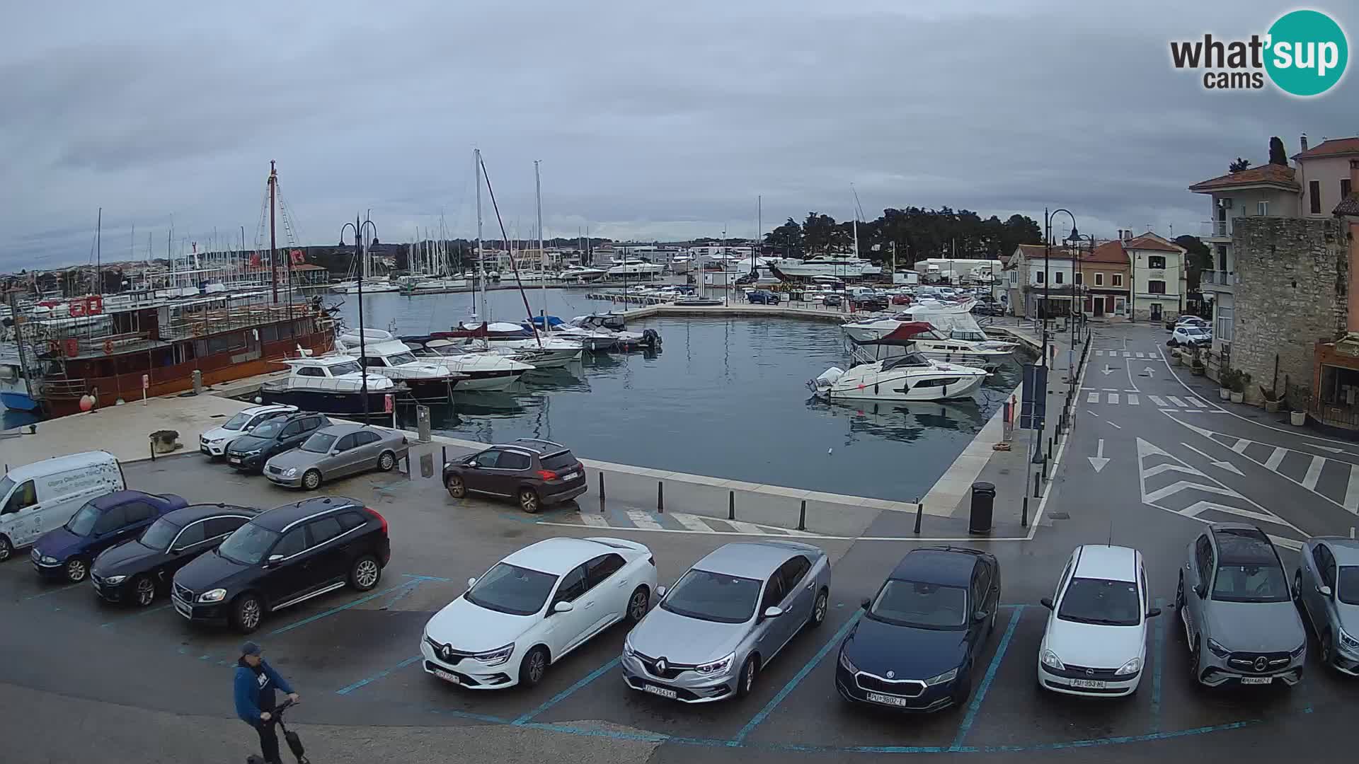 Novigrad | Porporela marina