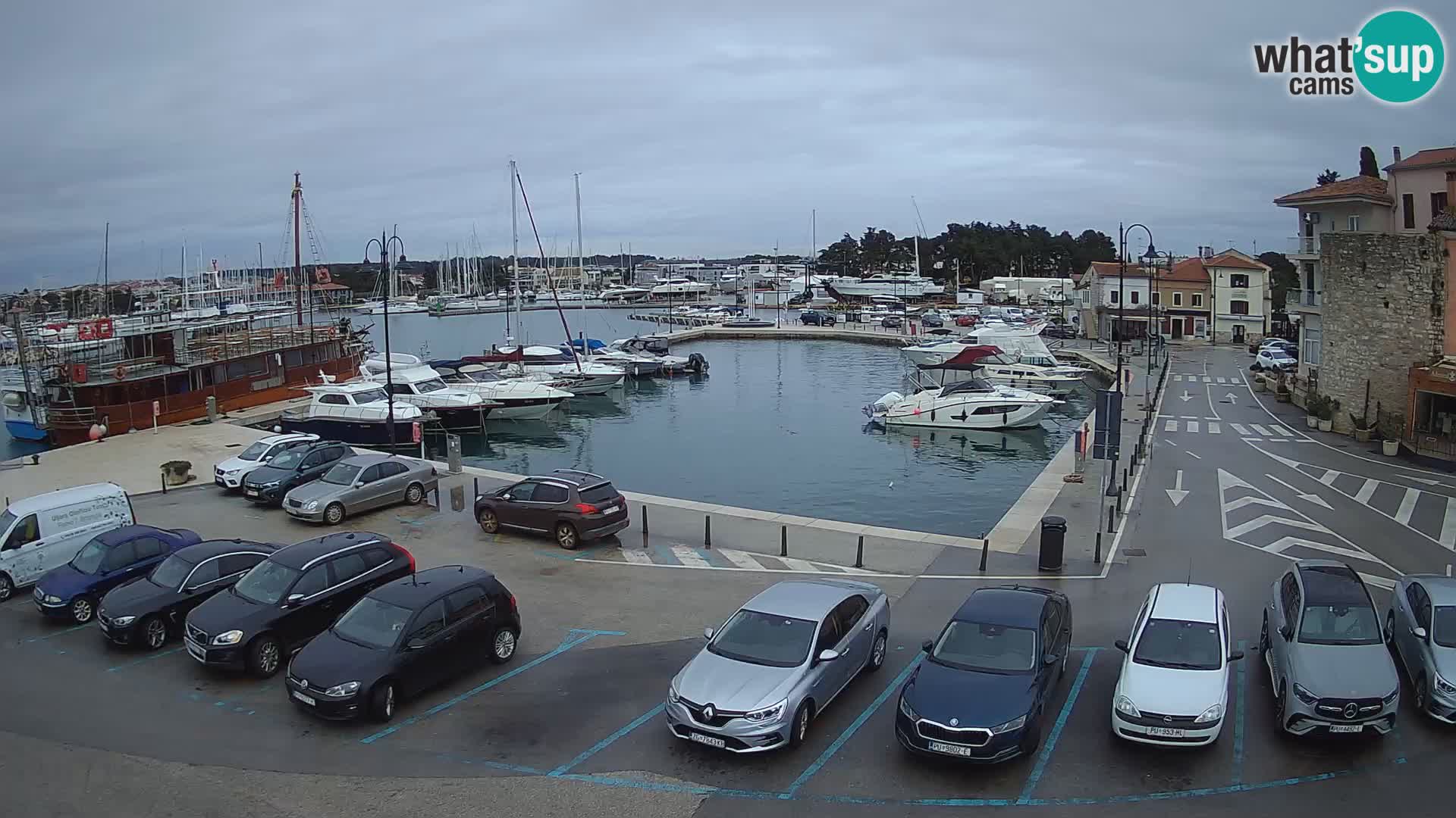 Novigrad | Porporela marina