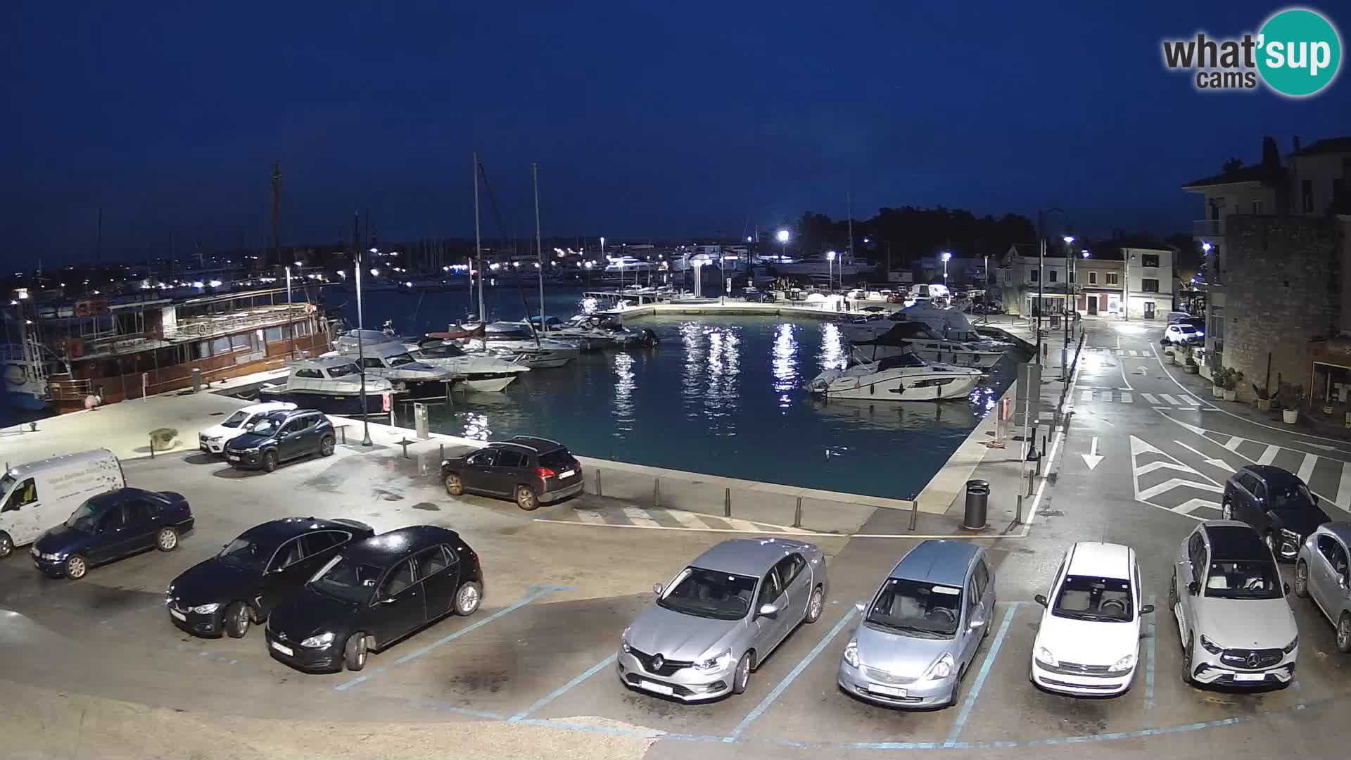Novigrad | Porporela marina