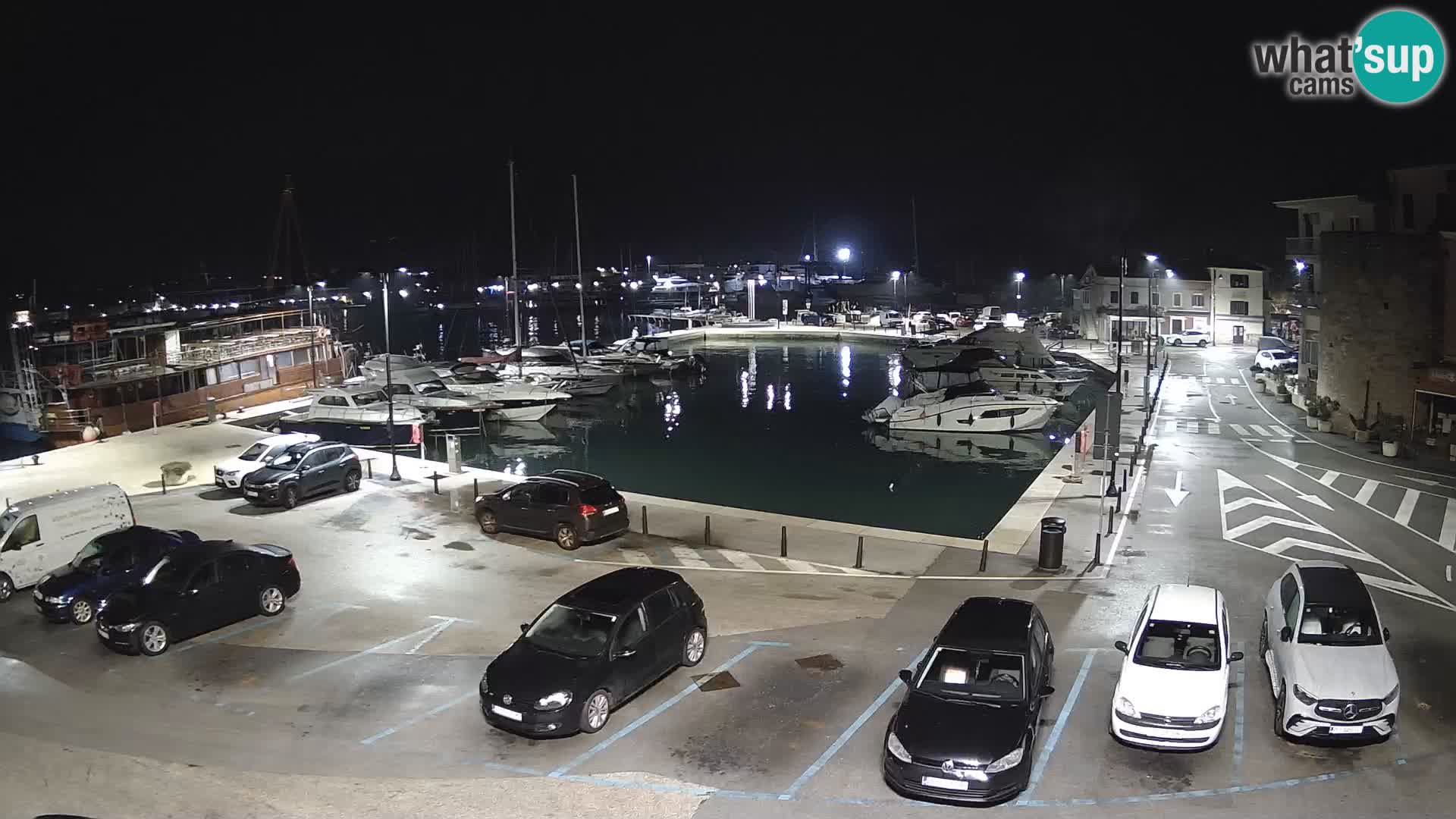 Novigrad | Porporela marina