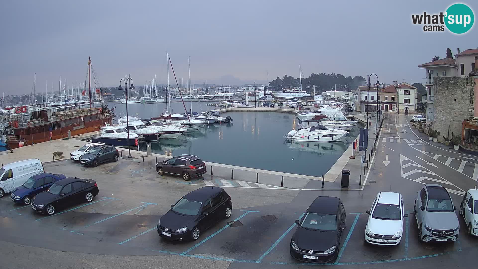 Novigrad | Porporela marina