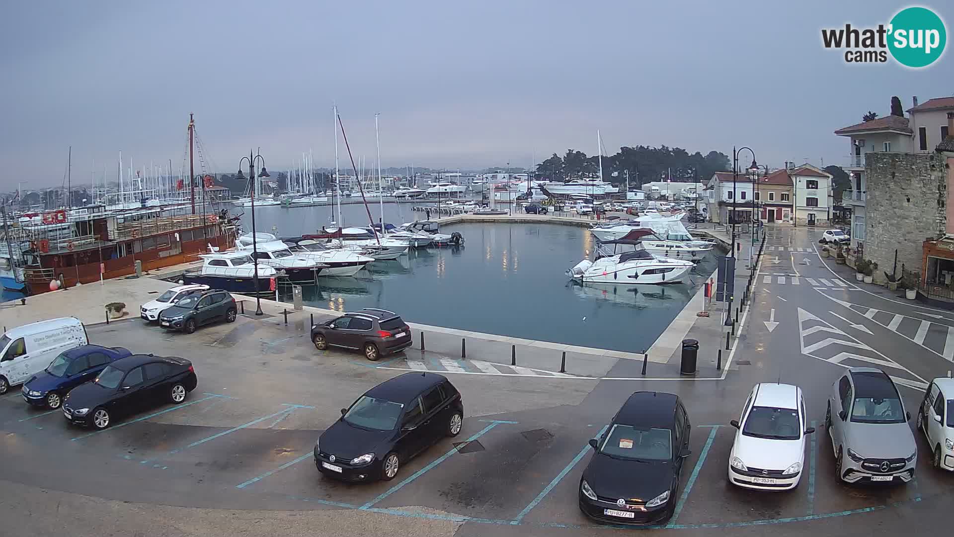 Novigrad | Porporela marina