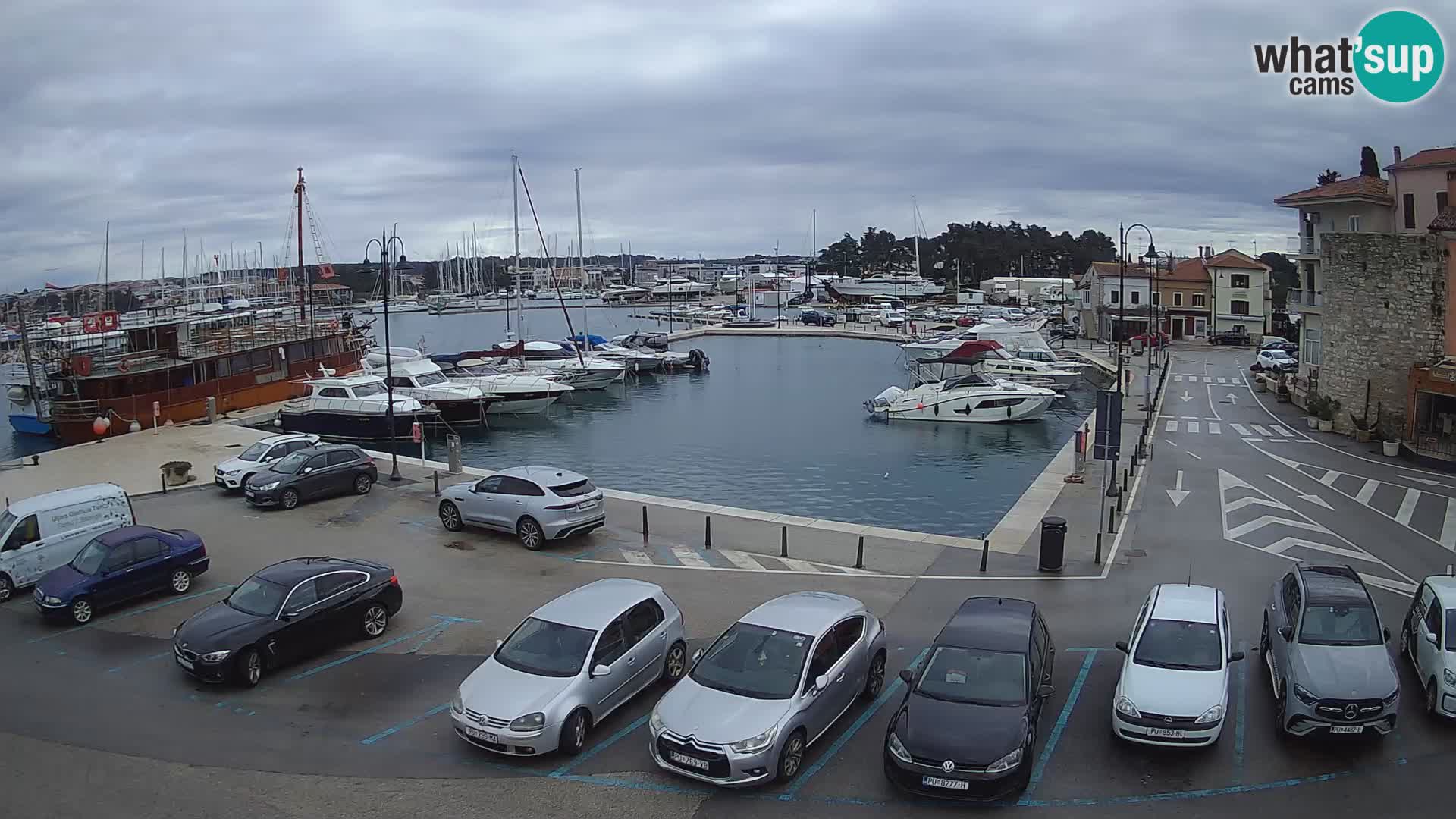 Novigrad | Porporela marina