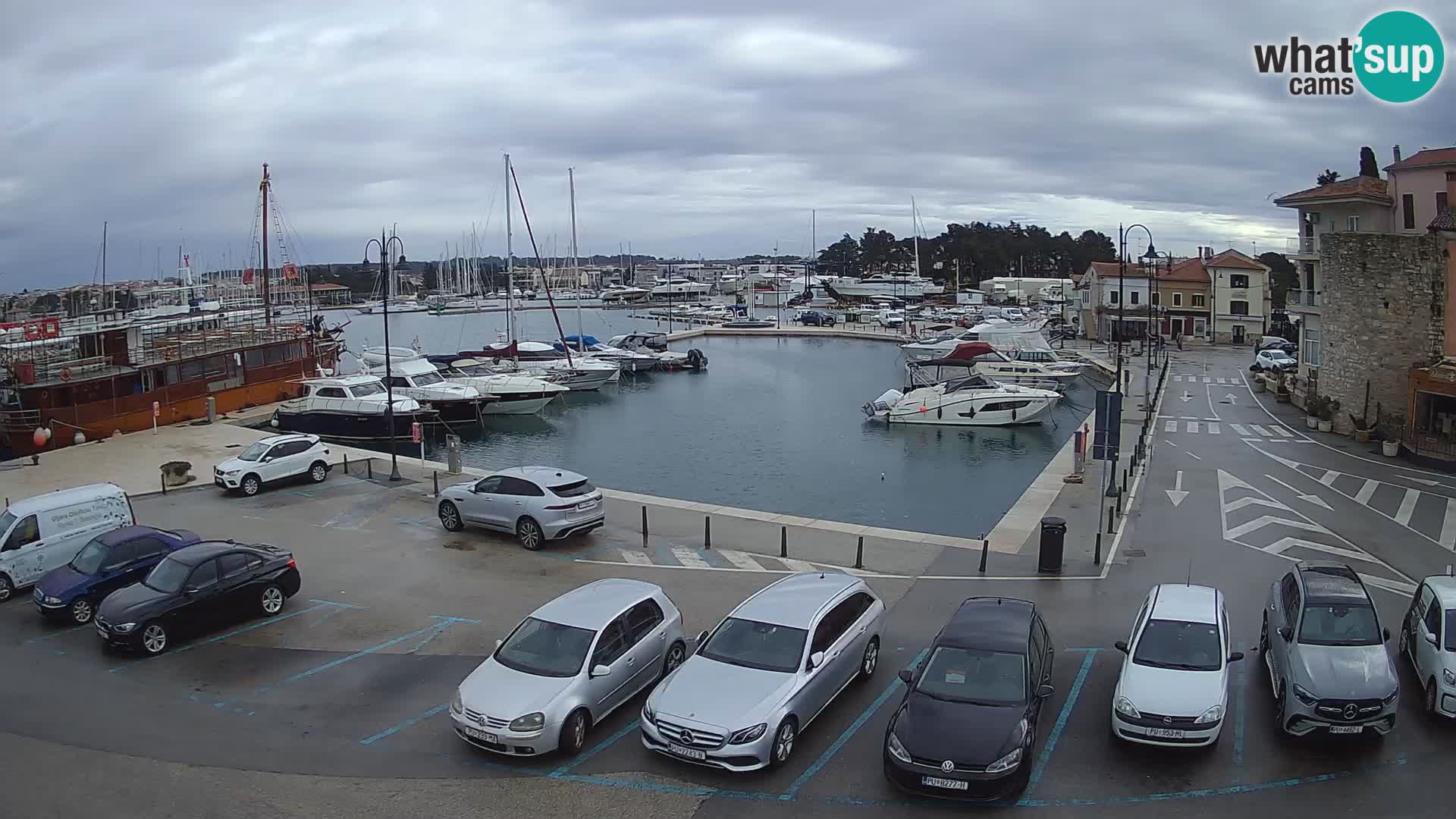 Novigrad | Porporela marina