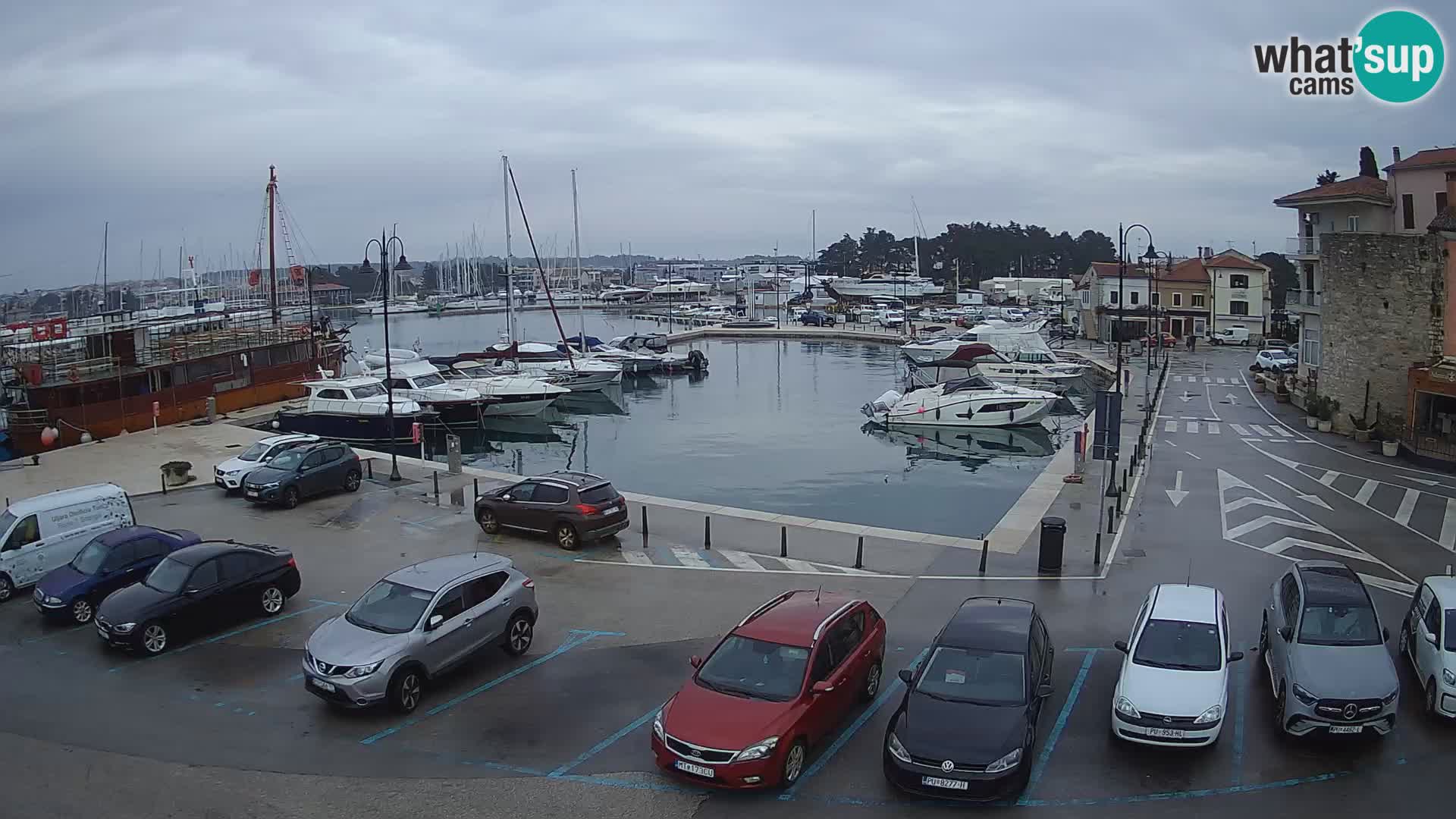 Novigrad | Porporela marina
