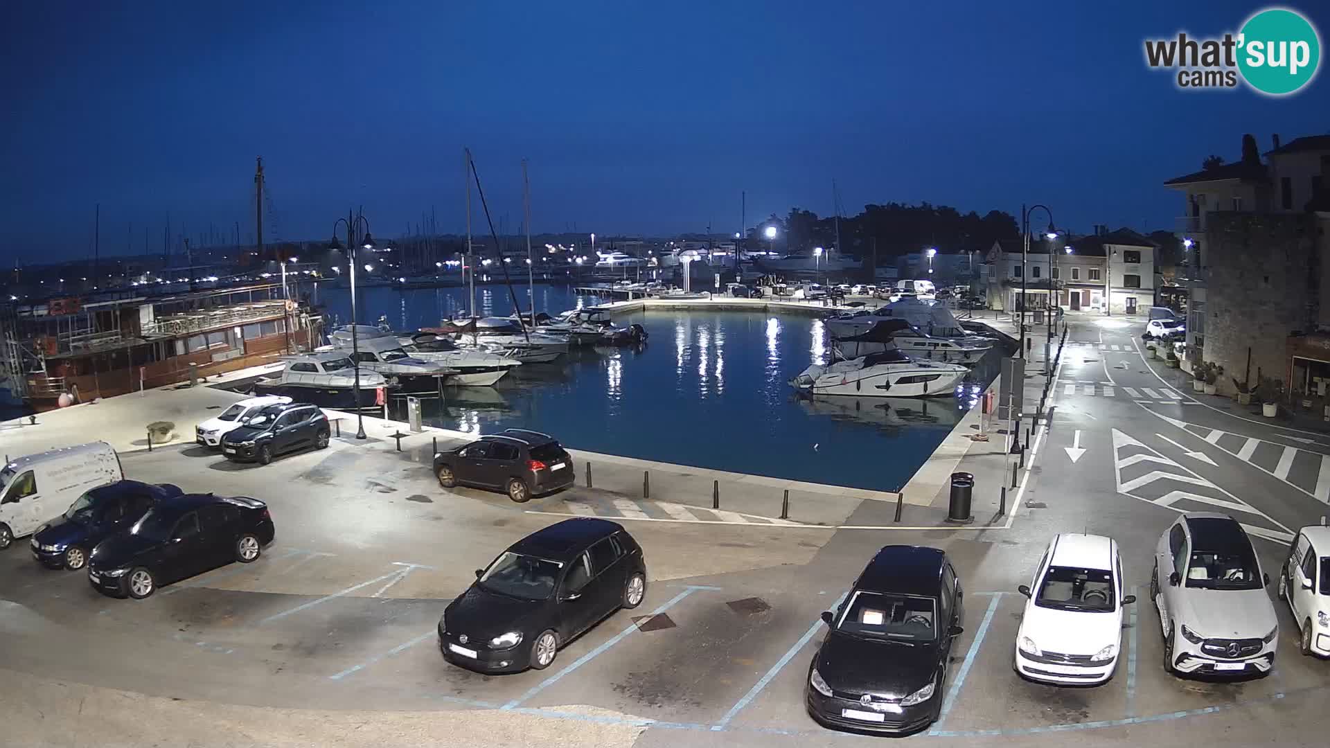 Novigrad | Porporela marina