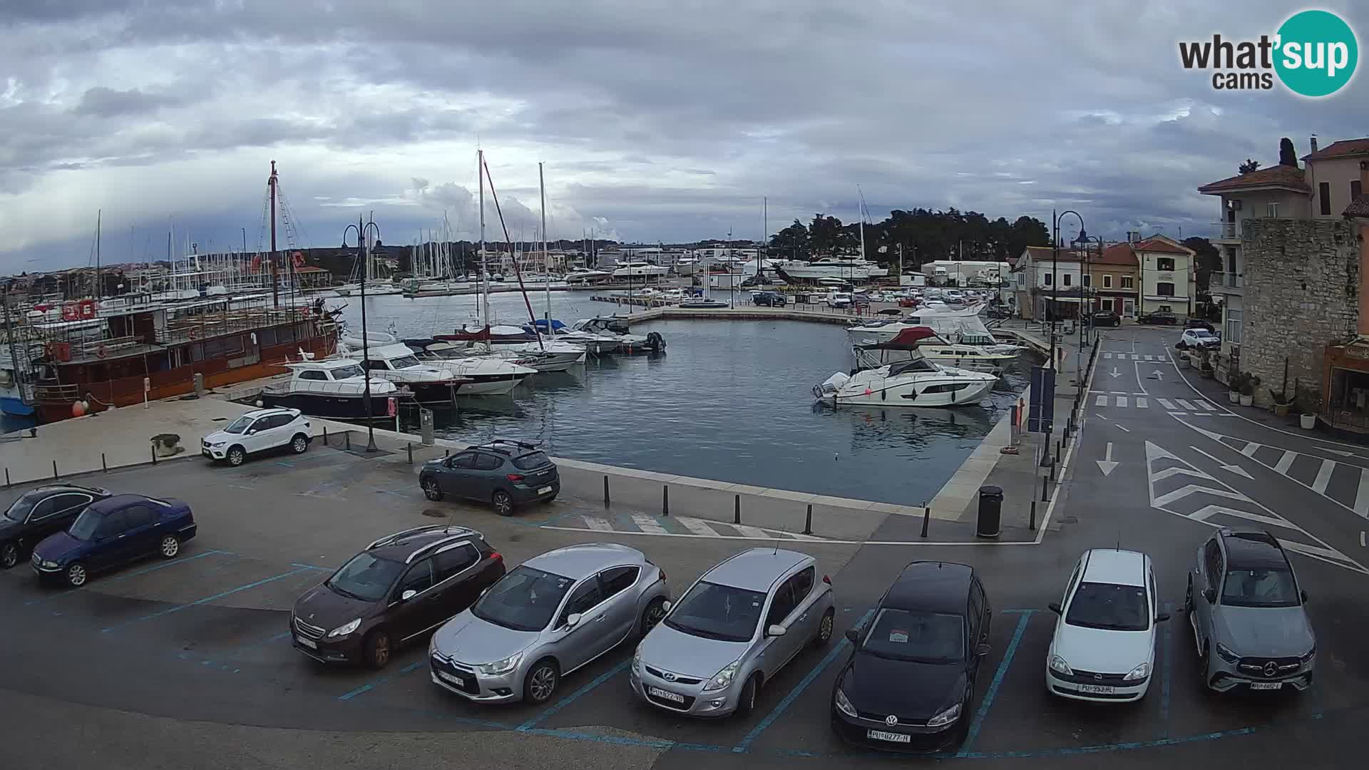 Novigrad | Porporela marina