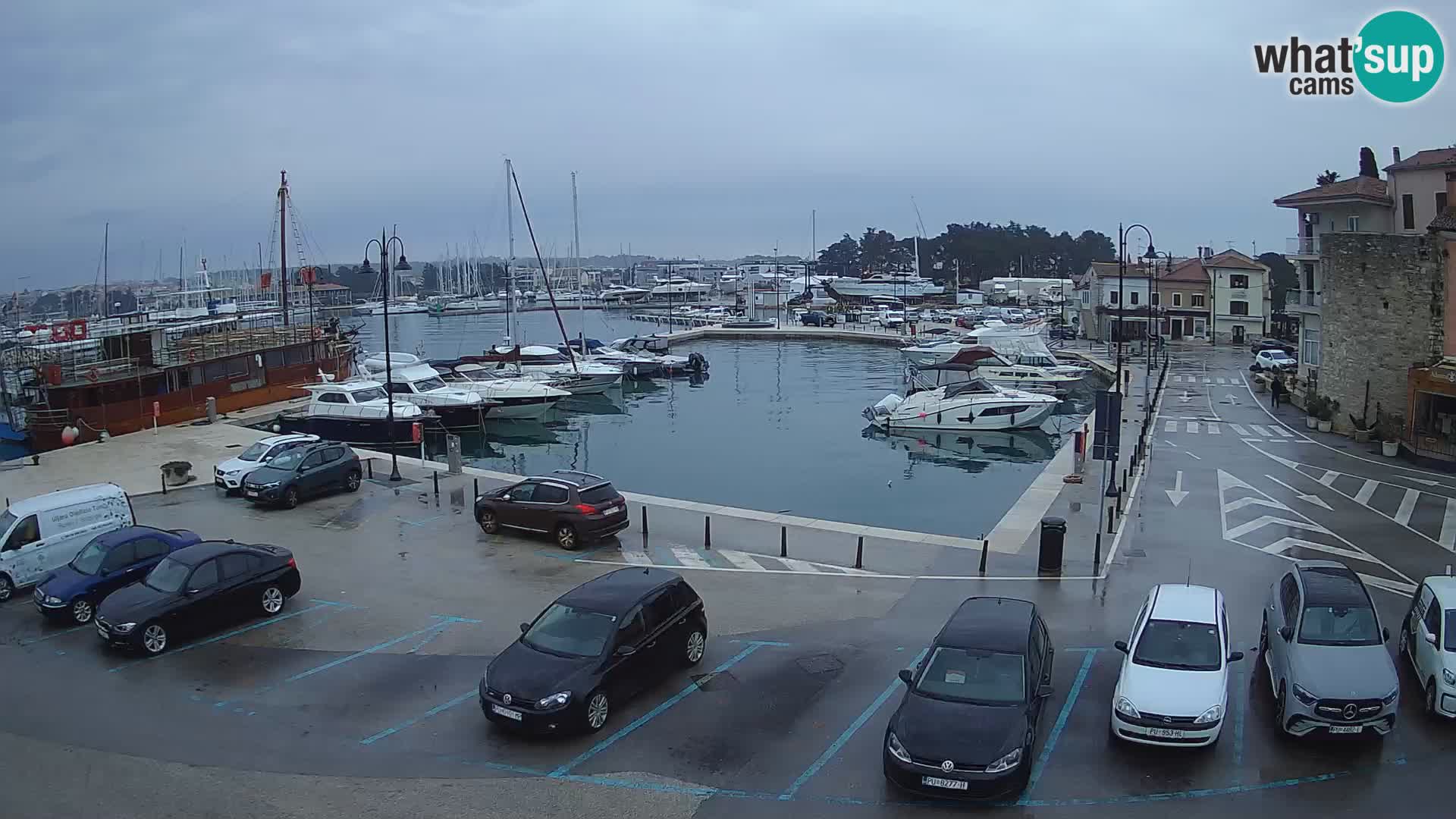 Novigrad | Porporela marina