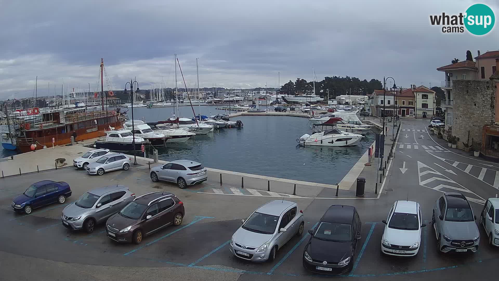 Novigrad | Porporela marina