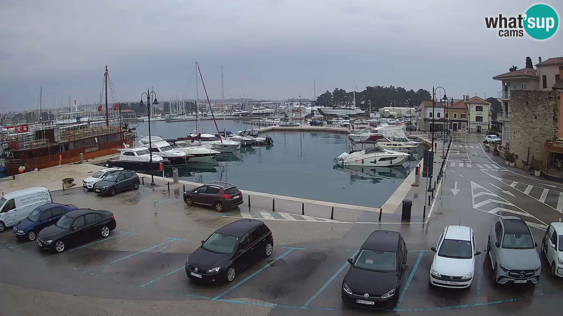 Novigrad | Porporela marina