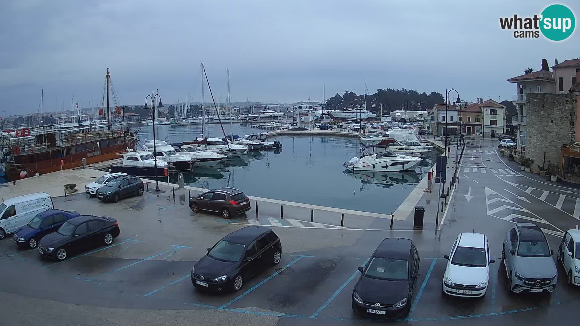 Novigrad | Porporela marina