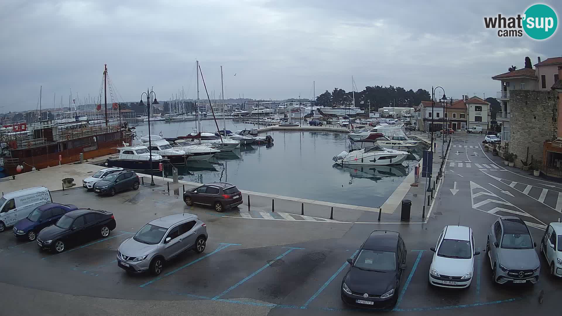 Novigrad | Porporela marina