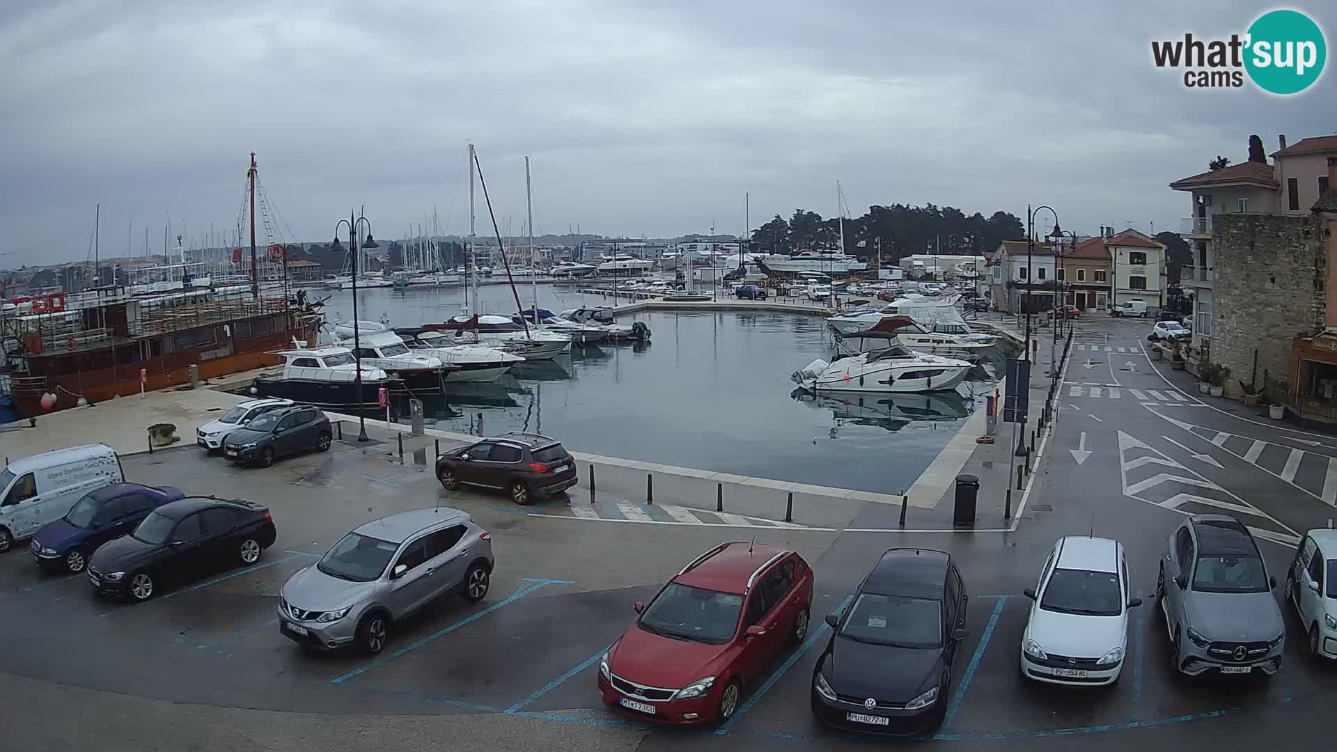 Novigrad | Porporela marina