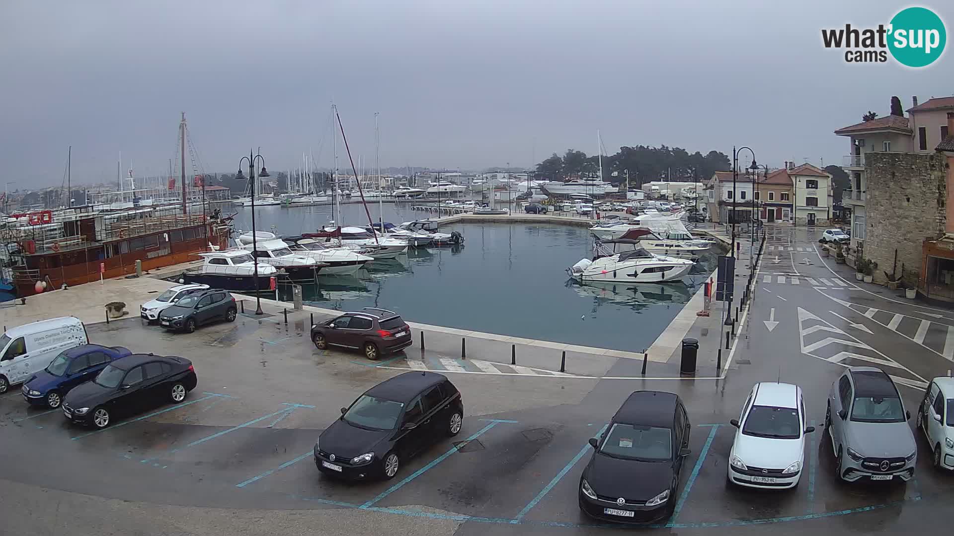 Novigrad | Porporela marina