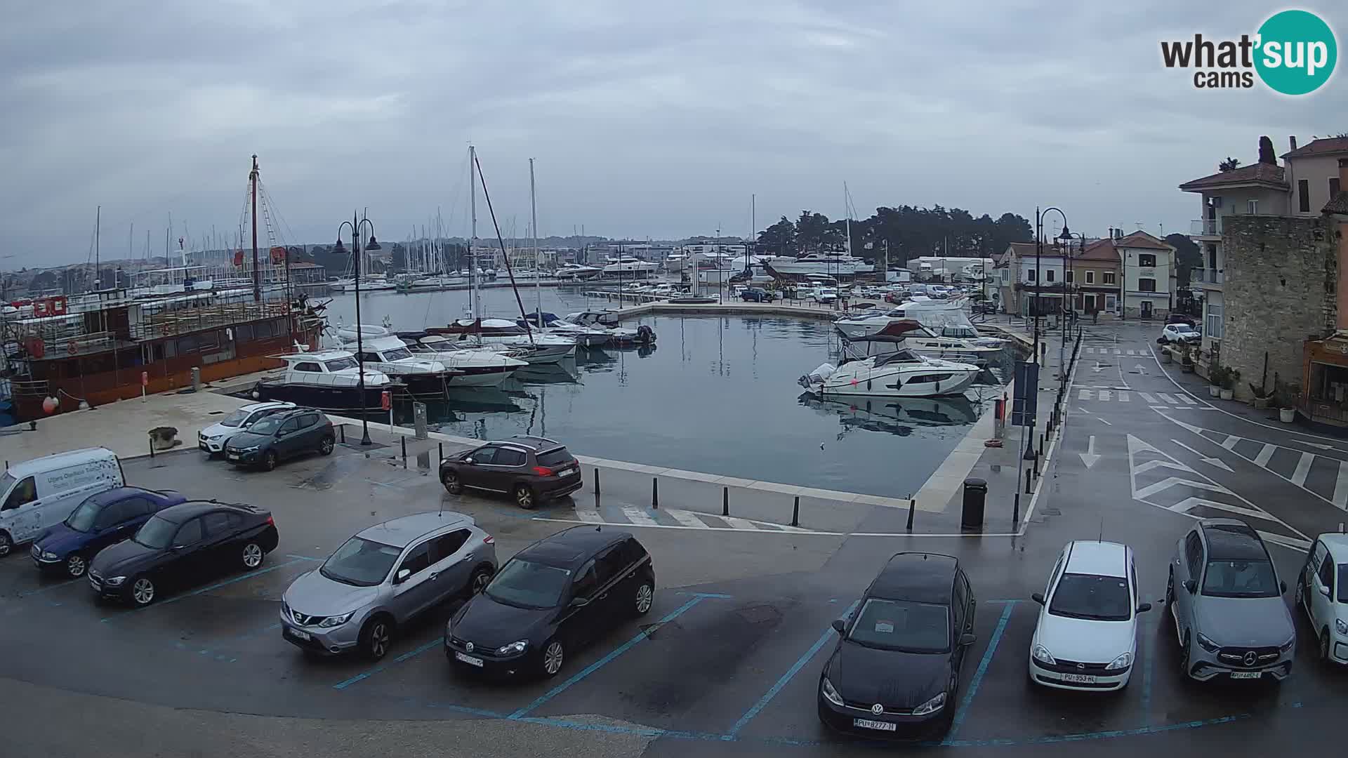 Novigrad | Porporela marina