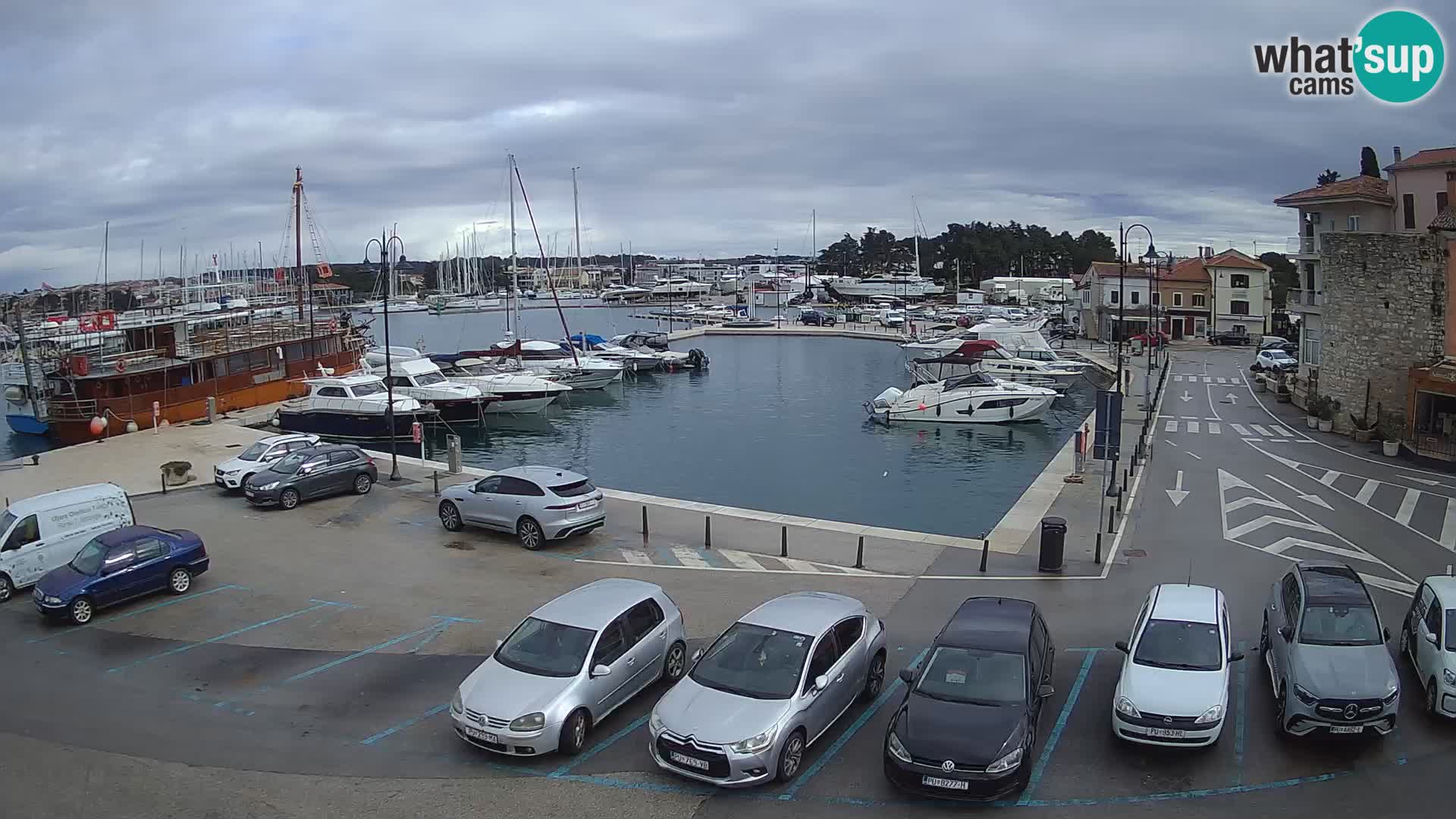 Novigrad | Porporela marina